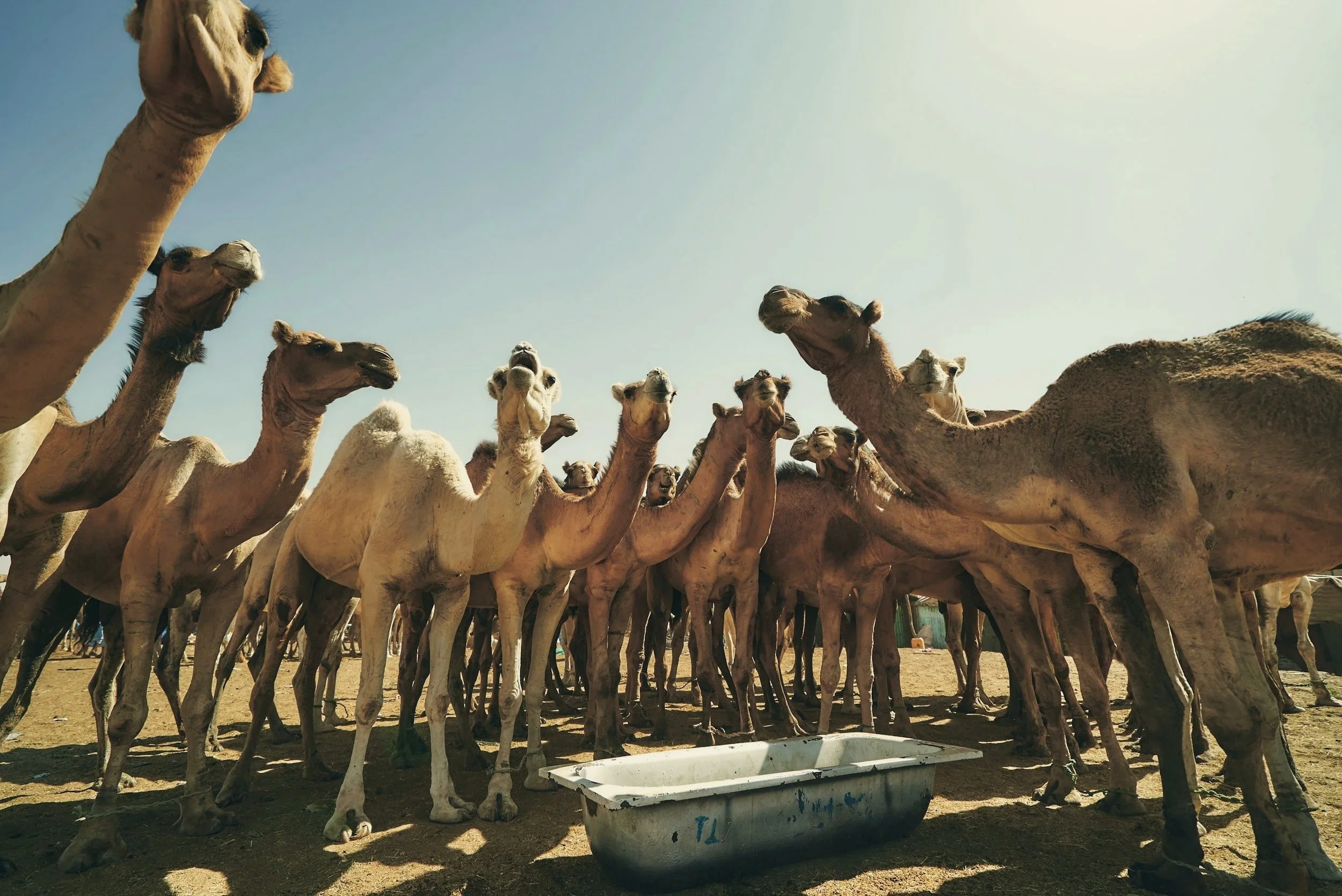 A group of camels gathered around a feeding trough outdoors under bright sunlight.