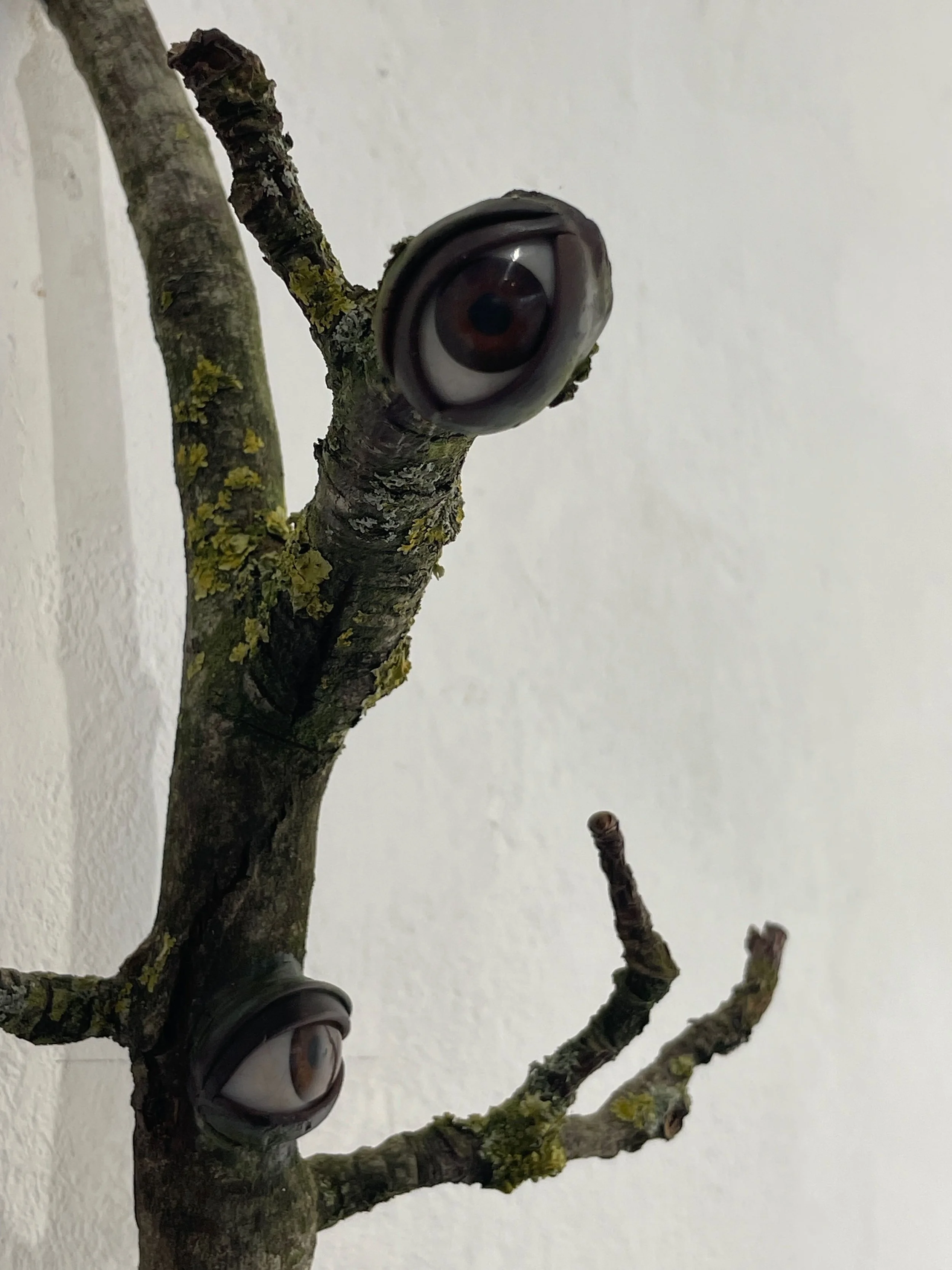 A small tree branch with two artificial eyes attached to it, resembling a face, on a plain white wall background.