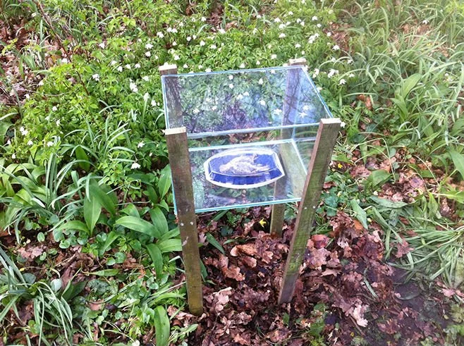 Small wildlife camera with a transparent cover placed on a grassy and leafy outdoor area.