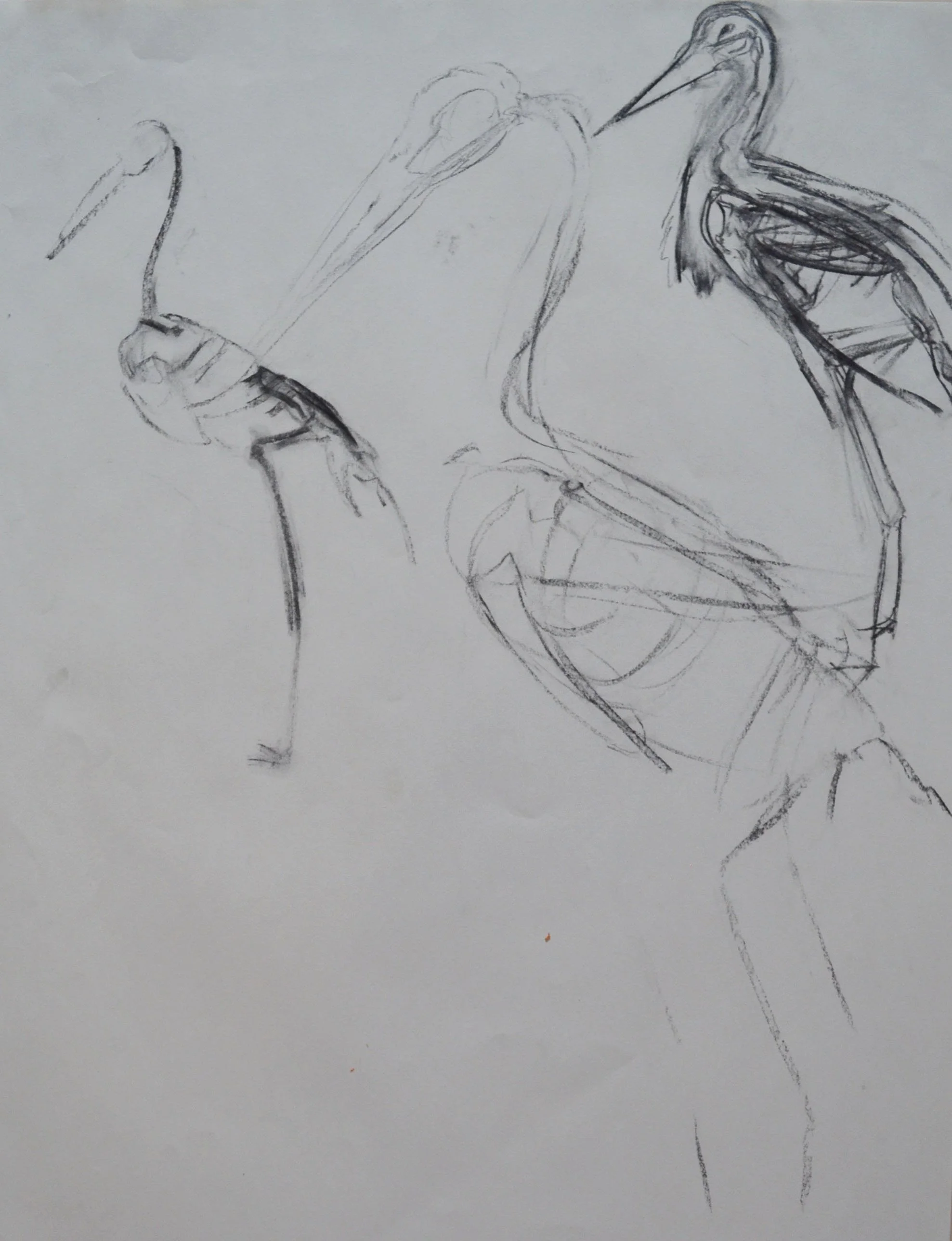 Sketch of three herons, with some lines indicating their bodies and beaks.