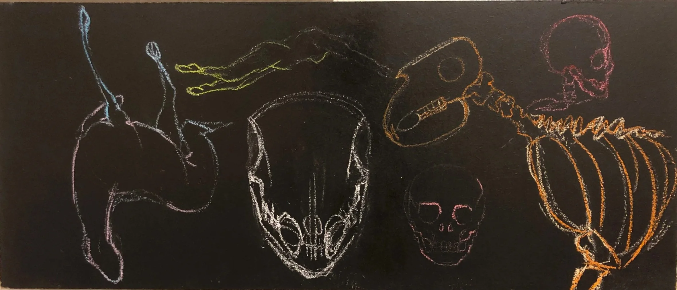 Colorful chalk drawings of various animal skulls and a pumpkin on a black chalkboard.