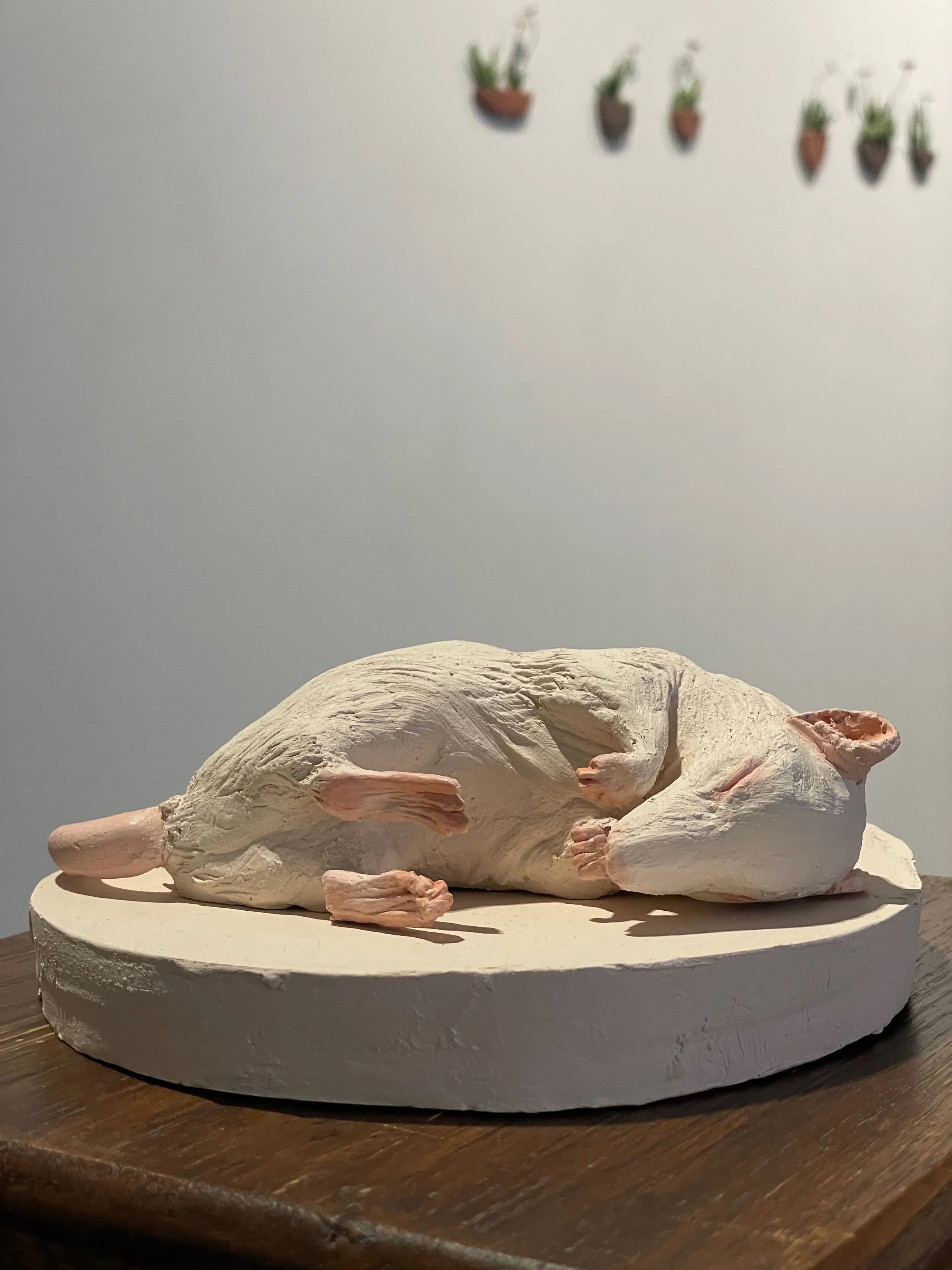 A realistic sculpture of a sleeping mouse on a round white base, placed on a wooden surface. In the background, there is a wall with small potted plants hanging.