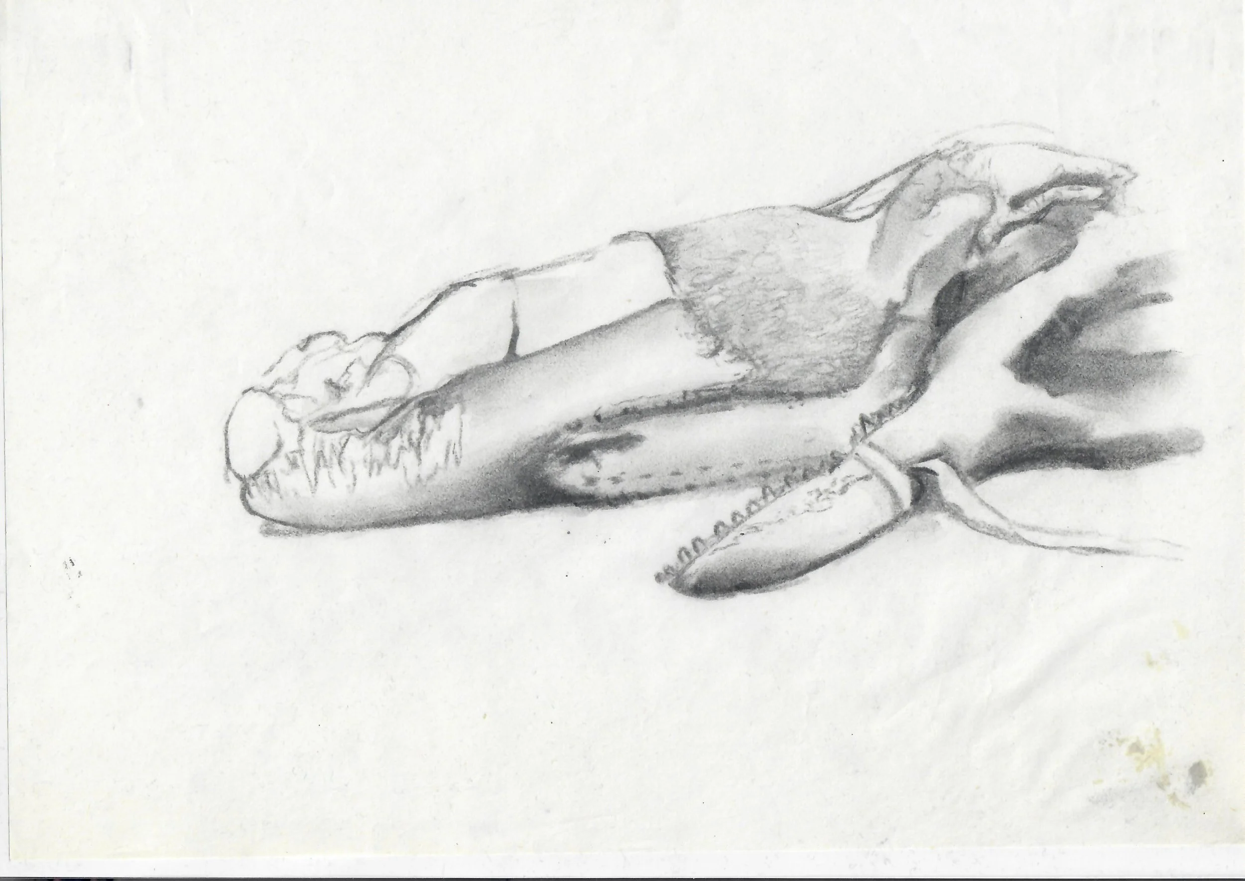 A pencil sketch of a crab on a white surface.