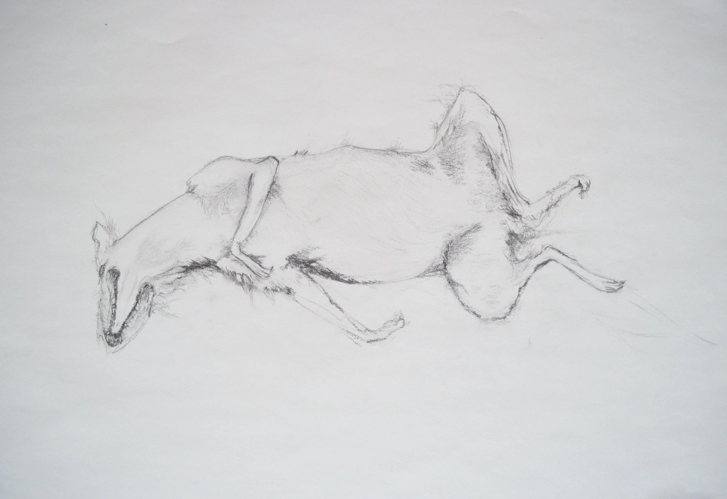 A pencil sketch of a dog lying on its side, with its mouth open and eyes closed.