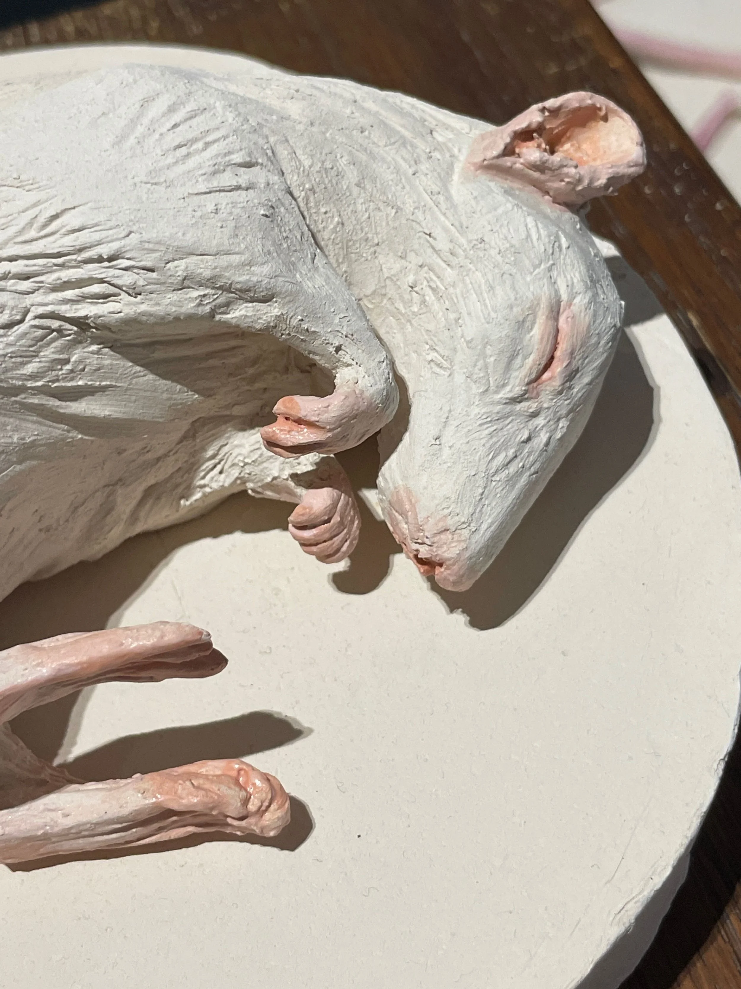 Close-up of a white sculpture of a sleeping dog, highlighting facial features and paw, on a white circular base.