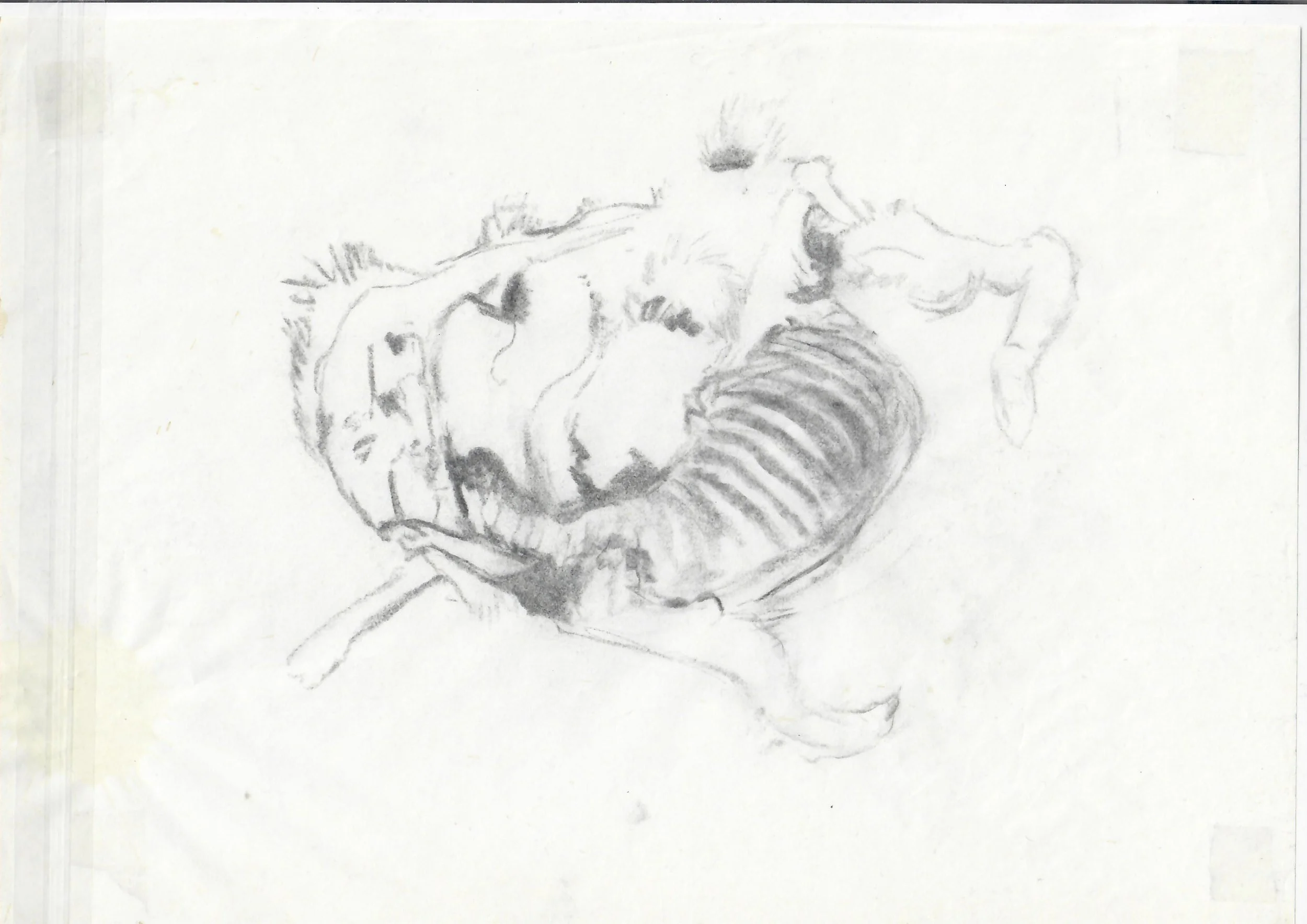 A sketch of a dinosaur with a segmented tail, sharp teeth, and small arms, drawn with pencil on white paper.