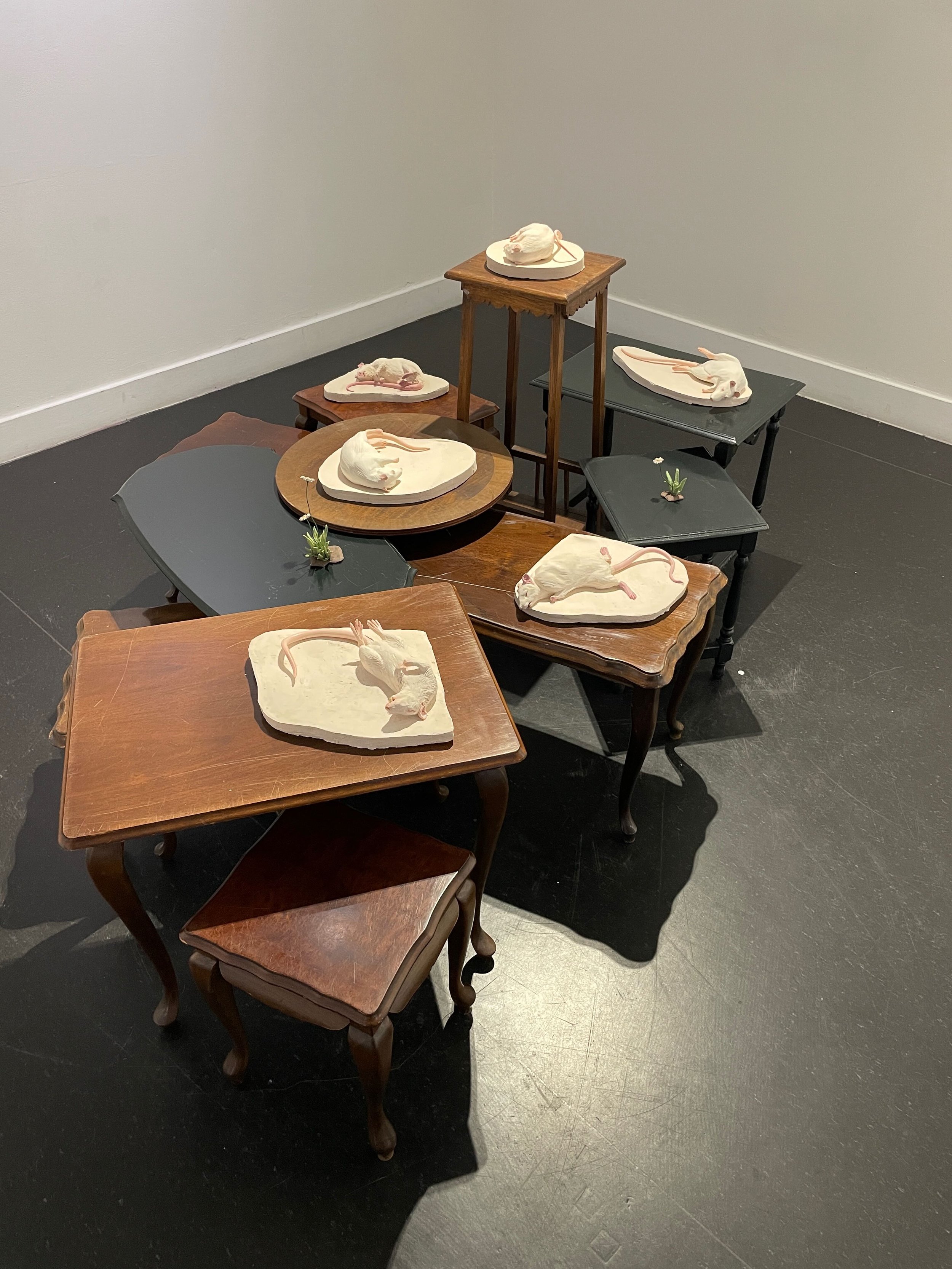 Art installation of porcelain rat sculptures on various wooden and black tables in a gallery space.