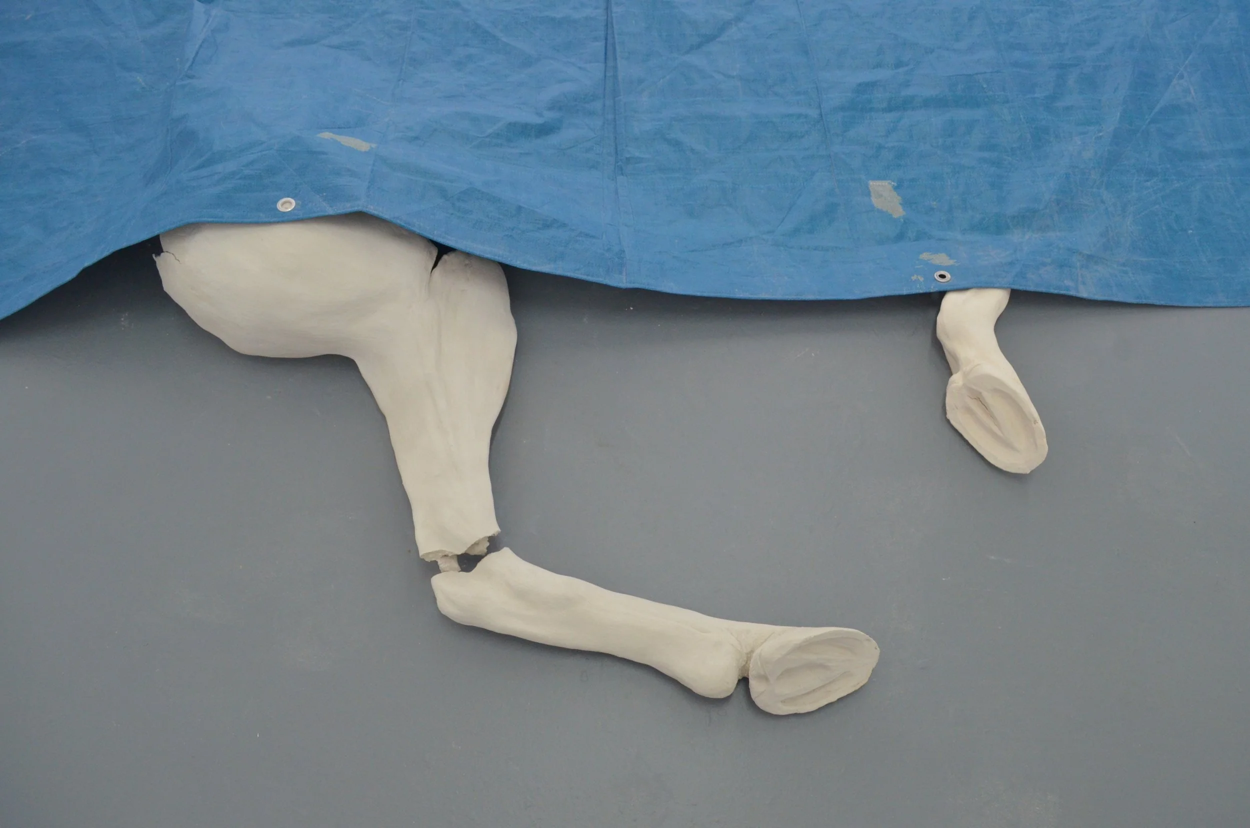 A skeletal model of a dog lying on its side partially covered with a blue cloth. Only the dog’s hind legs and tail are visible.