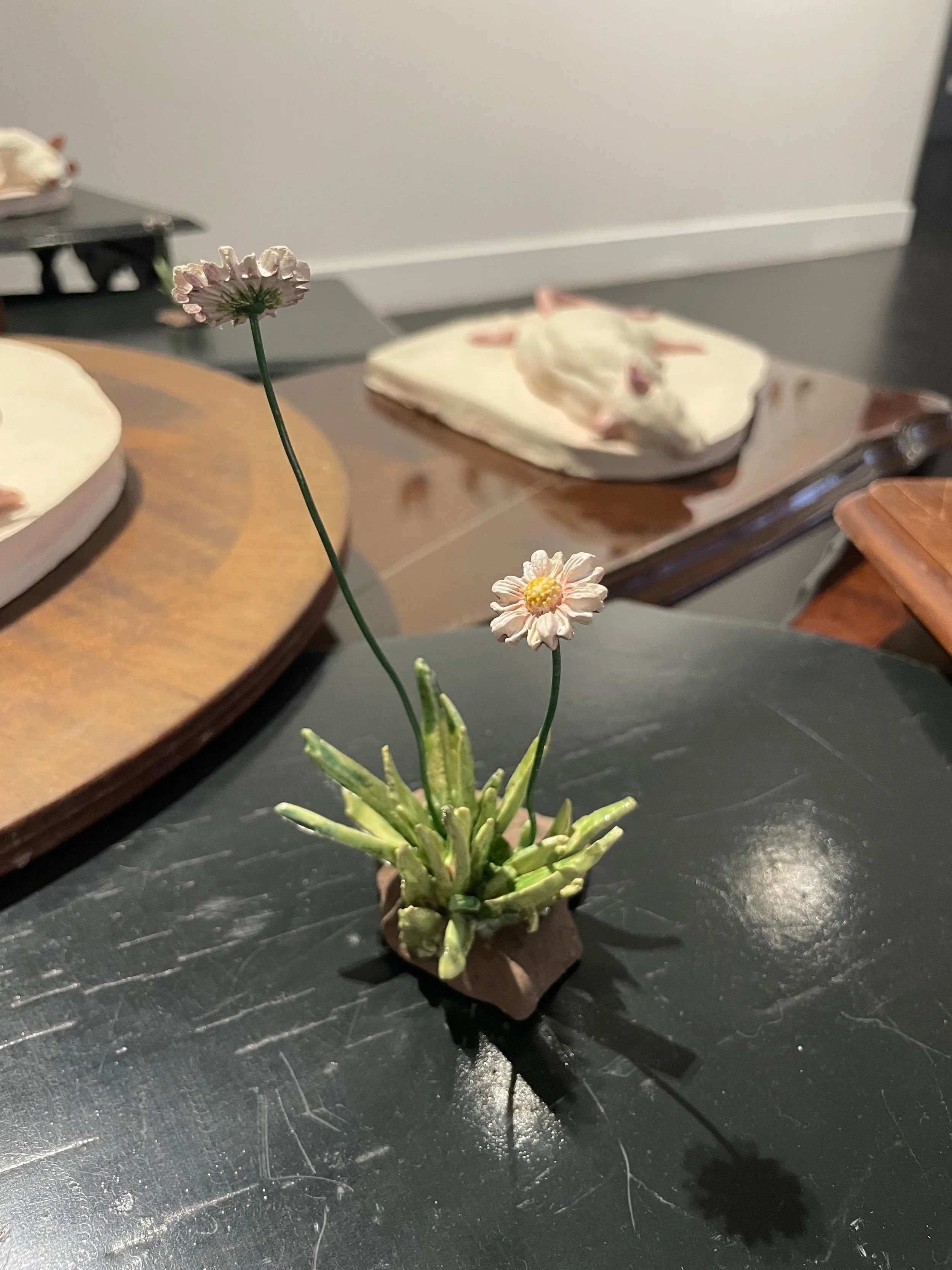 Small potted succulent plant with two daisy-like flowers, placed on a black surface.