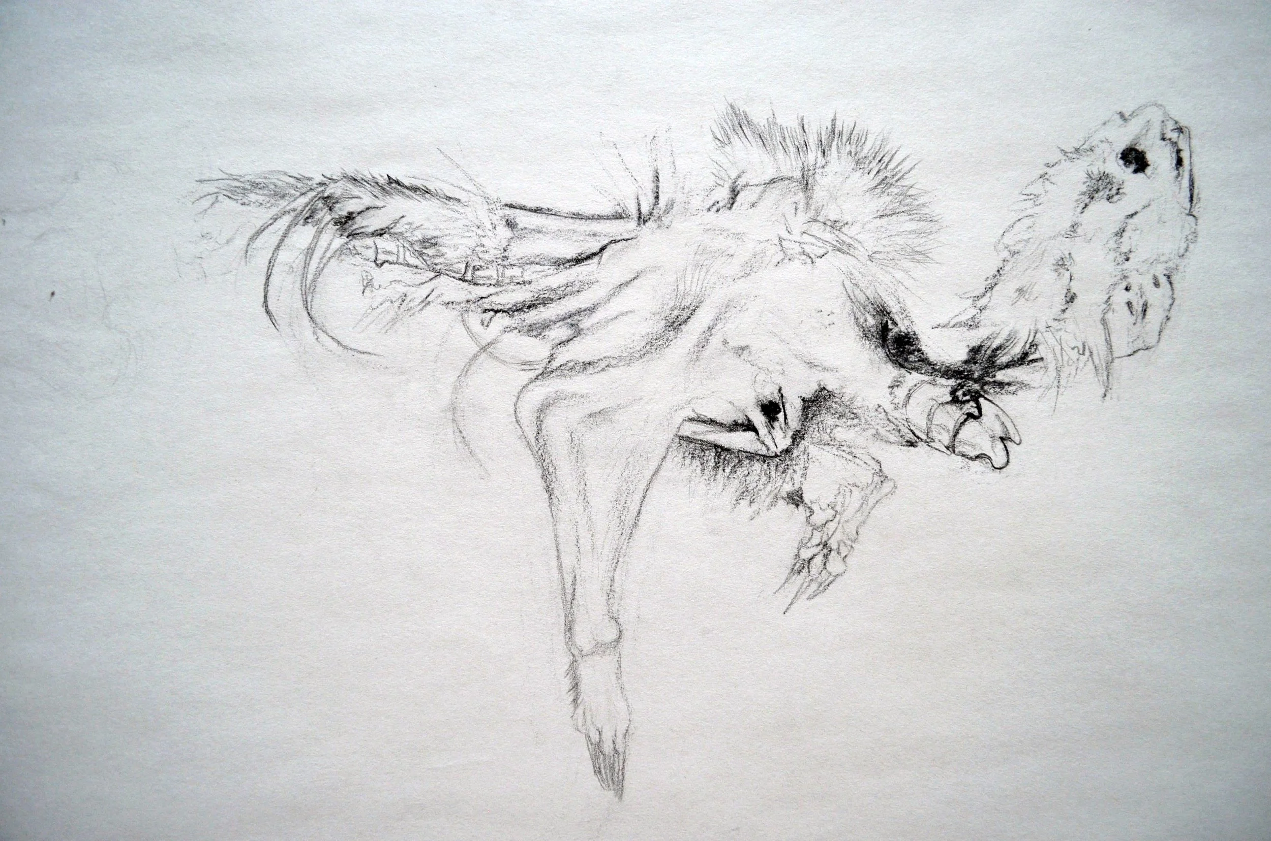 A detailed pencil sketch of a lion's head in profile, focusing on the mane and facial features.