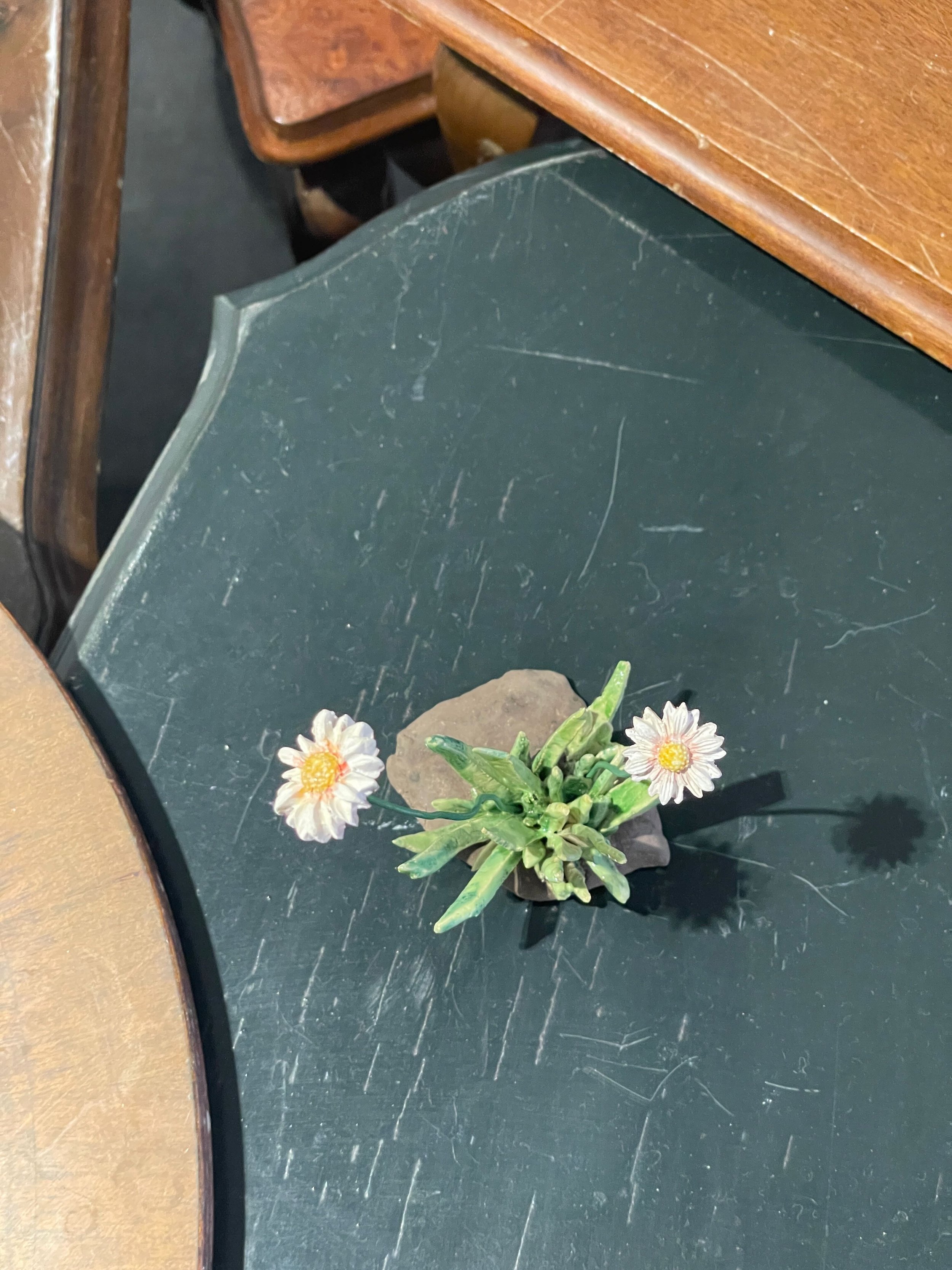 Small potted succulent plant with white flowers on a black wooden surface.