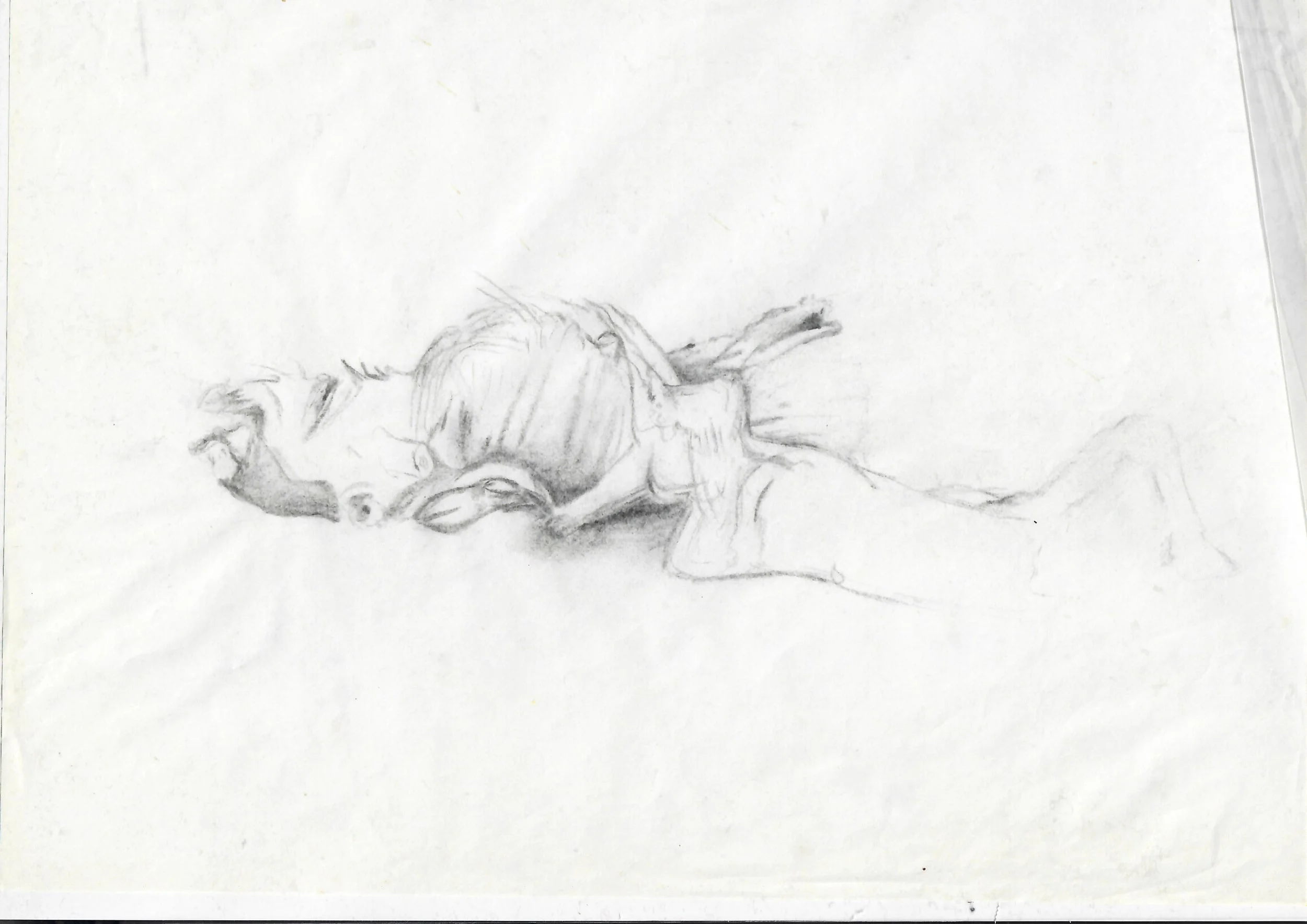 Sketch of a deceased animal, possibly a dog, lying on its side on a surface.