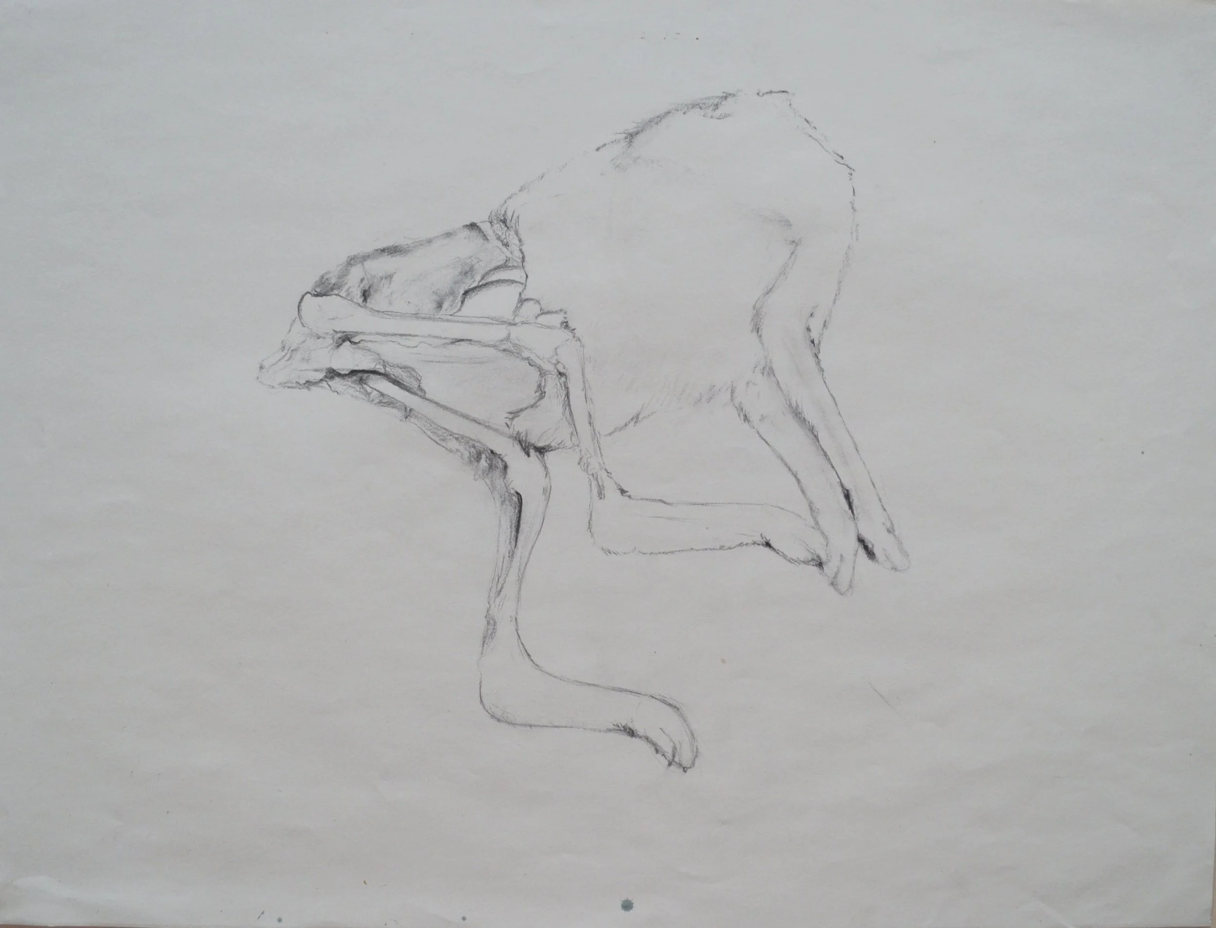 A pencil sketch of a cat with its head turned and body in a stretched position.