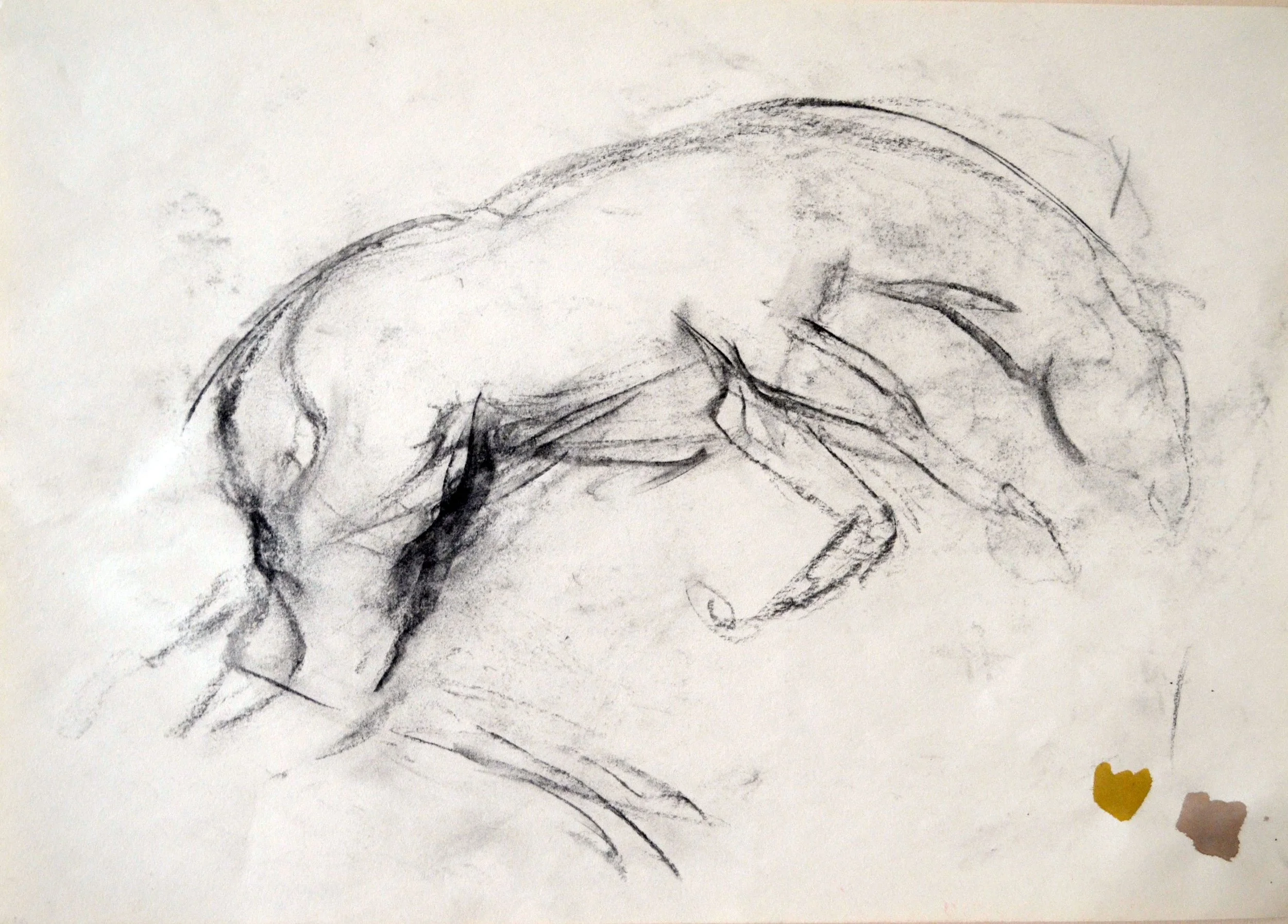 A pencil sketch of a small, unconscious or deceased animal, possibly a rodent or small mammal, lying on its side on a white surface.
