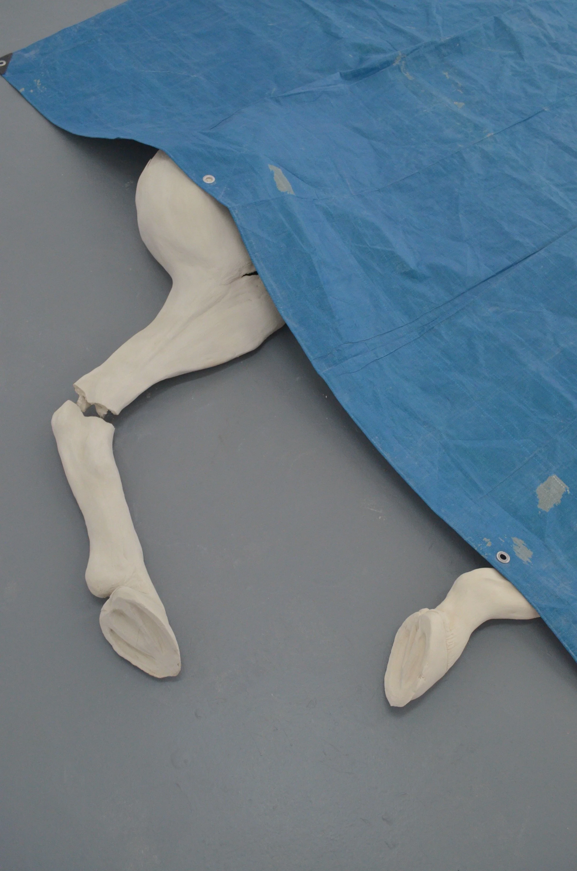 Partially covered white animal skeleton lying on a gray floor, with a blue tarpaulin sheet draped over it.