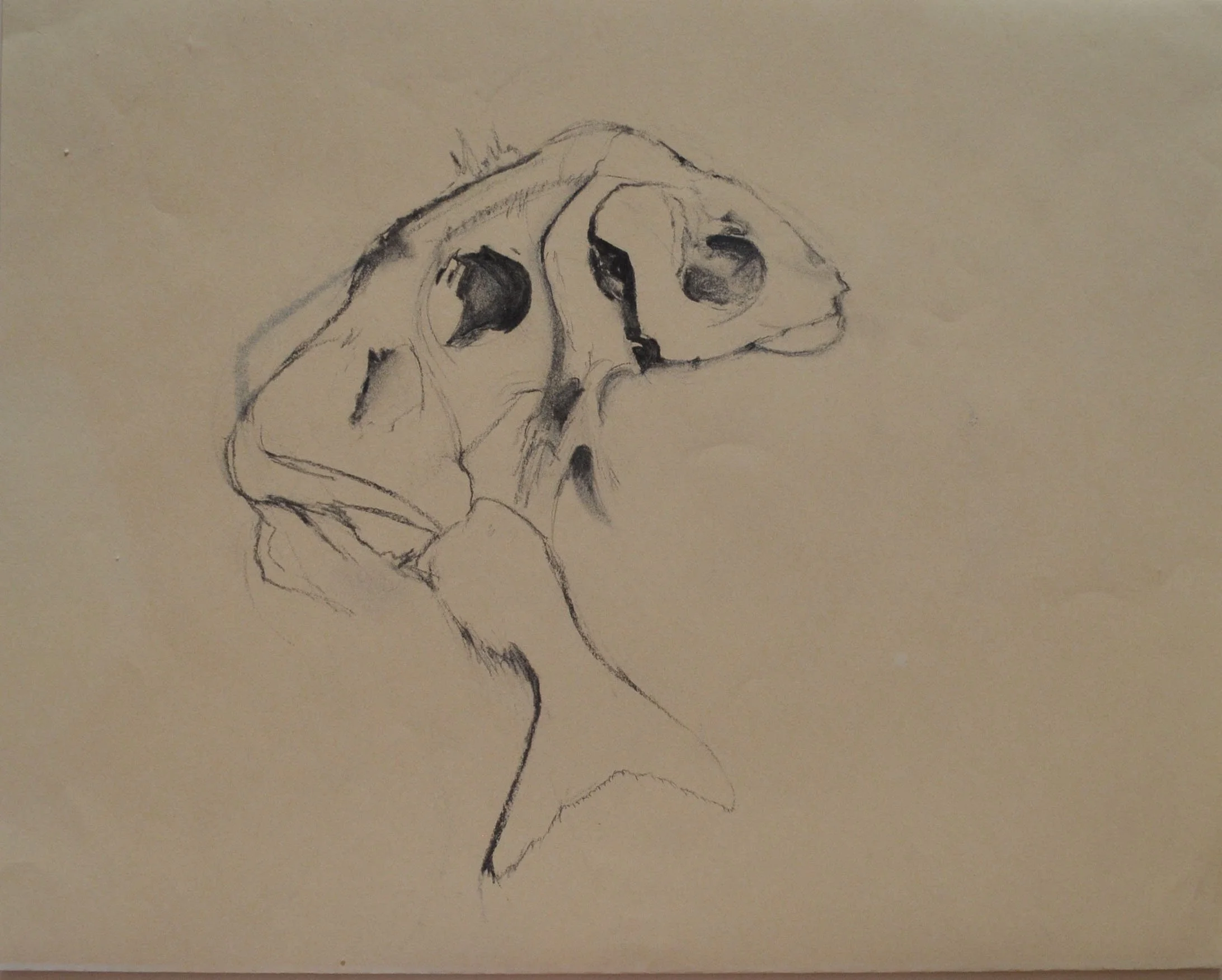 Sketch of a dog skull in profile, showing detailed bone structure and eye socket, drawn with charcoal or pencil on beige paper.