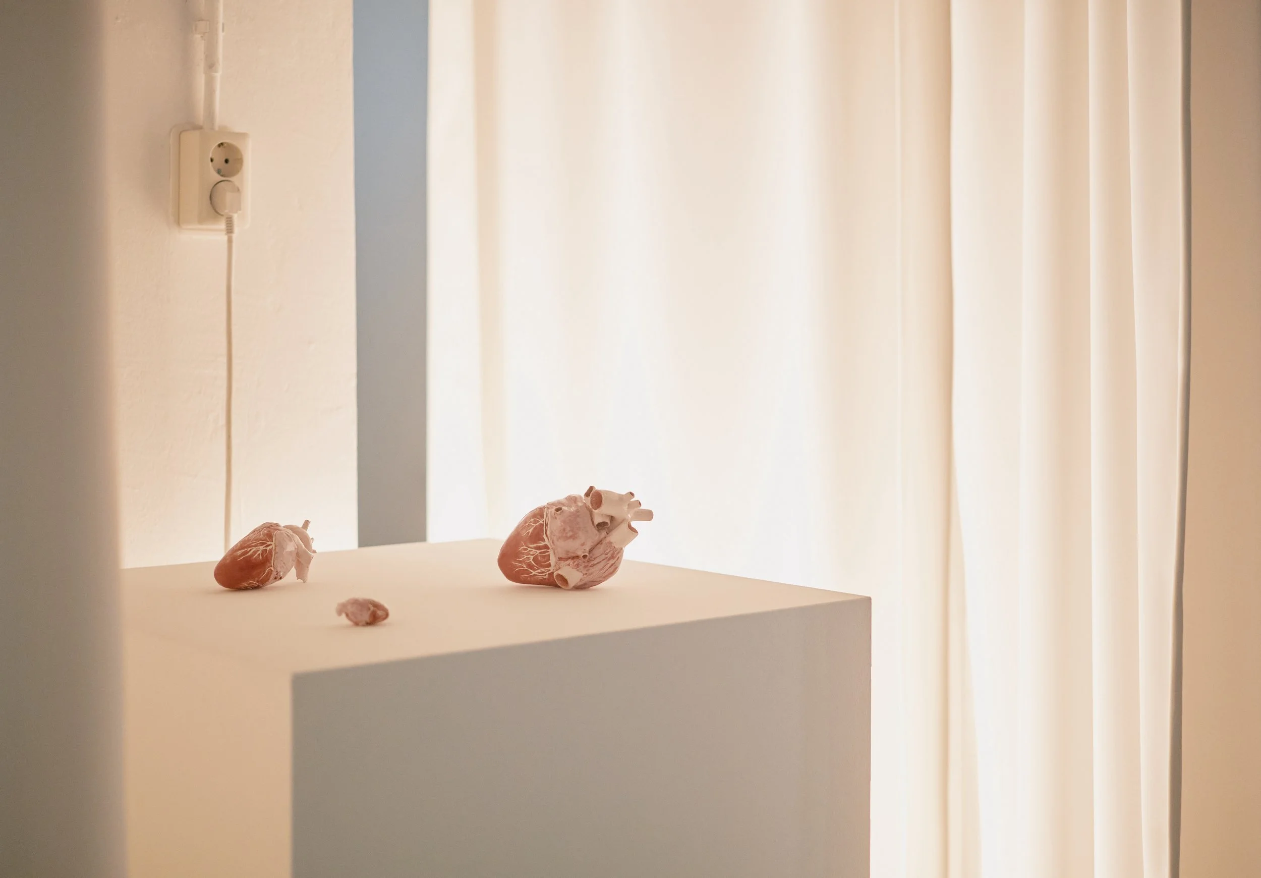 Three anatomical heart models displayed on a white pedestal against cream-colored curtains.