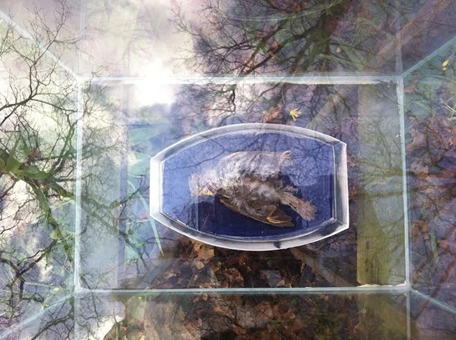 A turtle inside a plastic container on a reflective surface with trees and sky reflections visible.