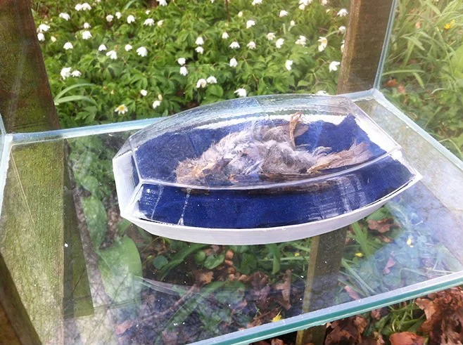 Glass display case with a blue interior holding deceased bird, surrounded by green plants and white flowers in a garden setting.