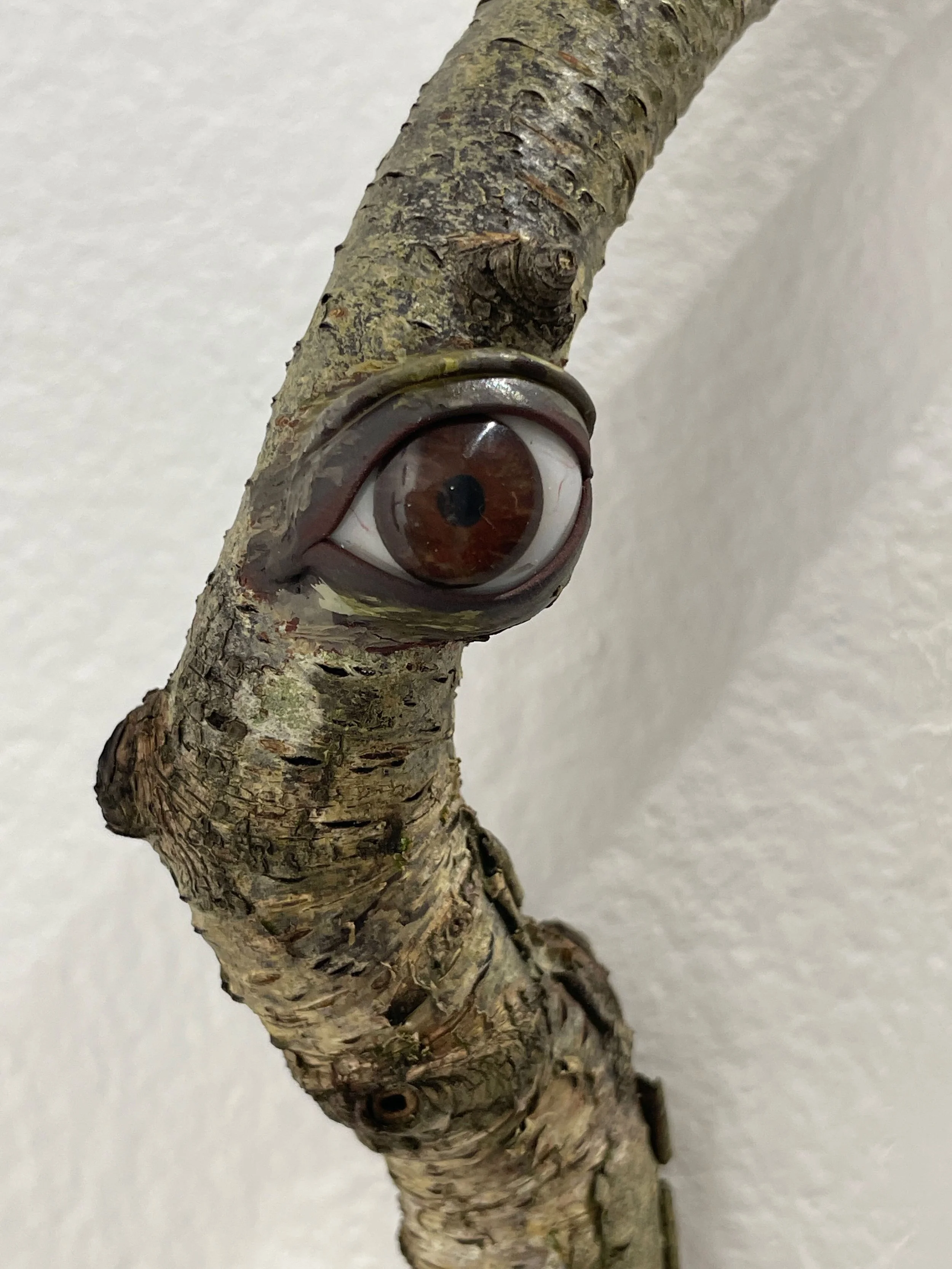 Branches of the eye #1