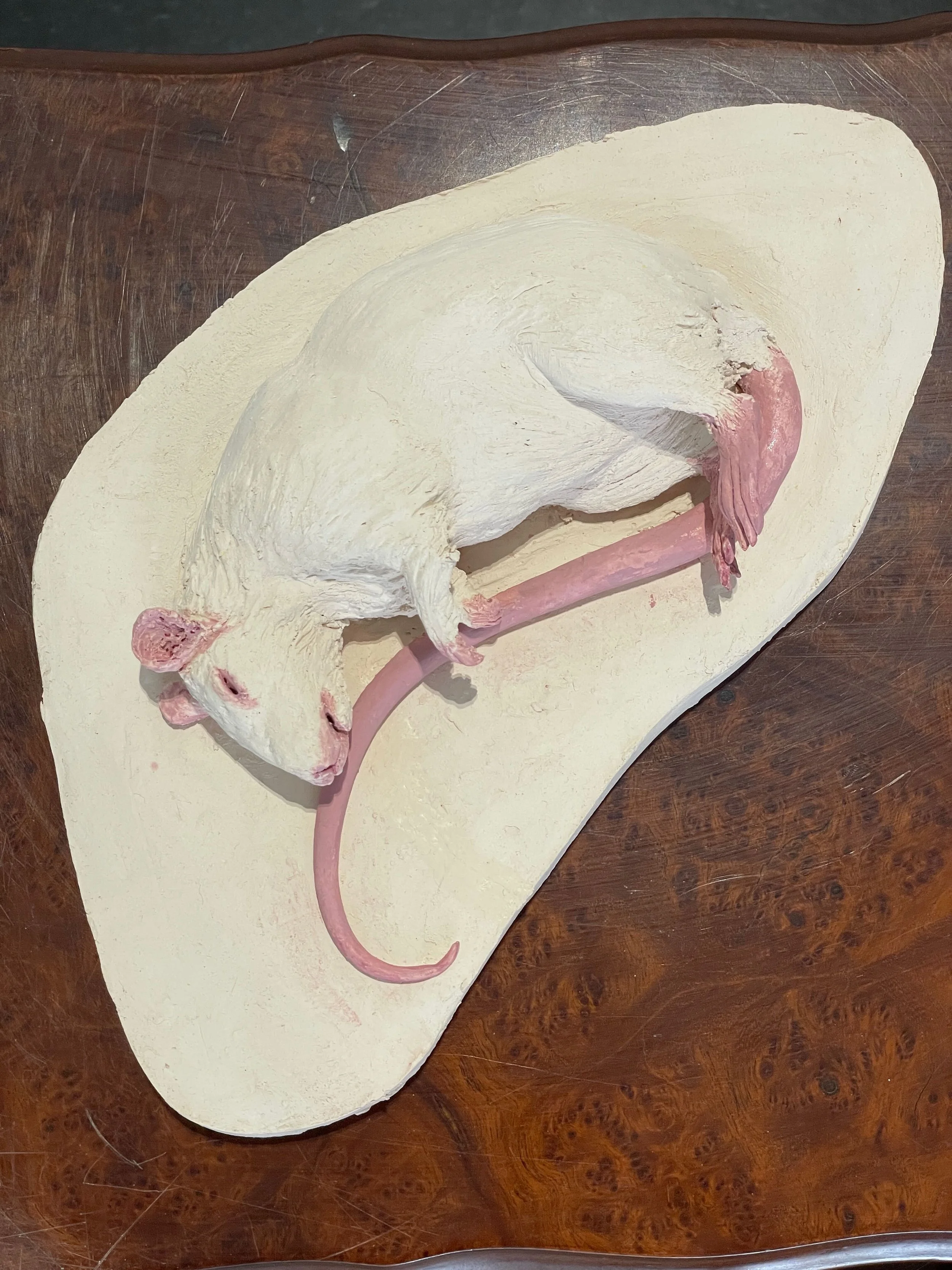 On the side table of life rat #6