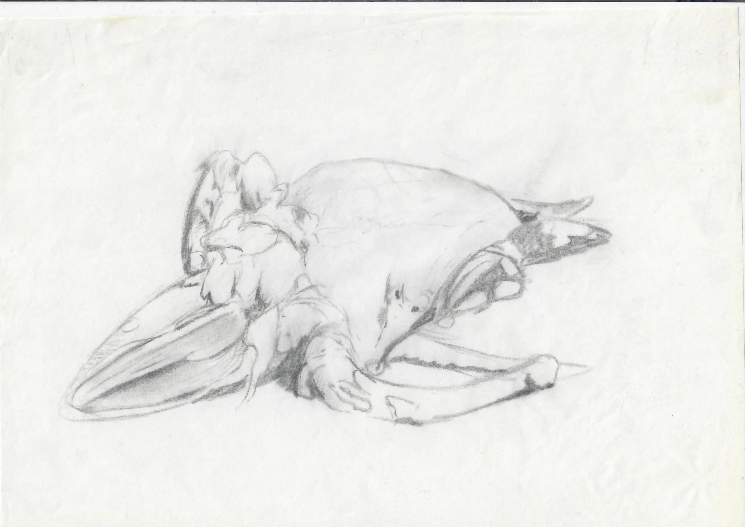 A pencil sketch of a bird resting with its head tucked into its feathers.