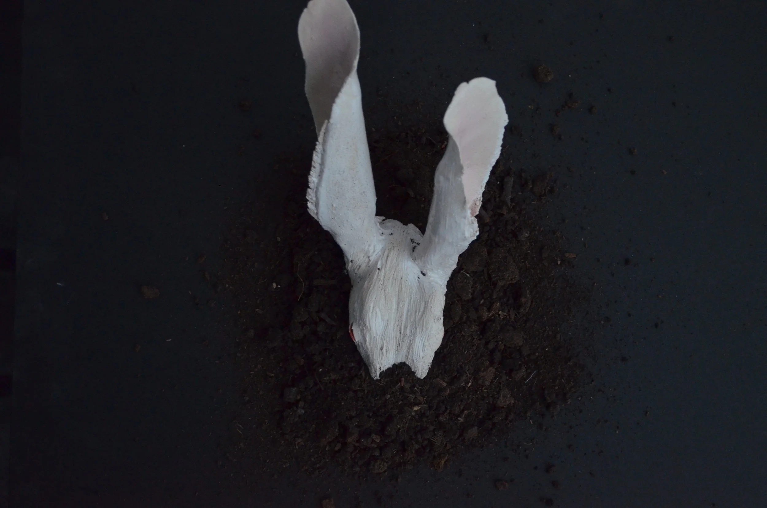 A white animal skull partially buried in dark soil on a black surface, viewed from above.