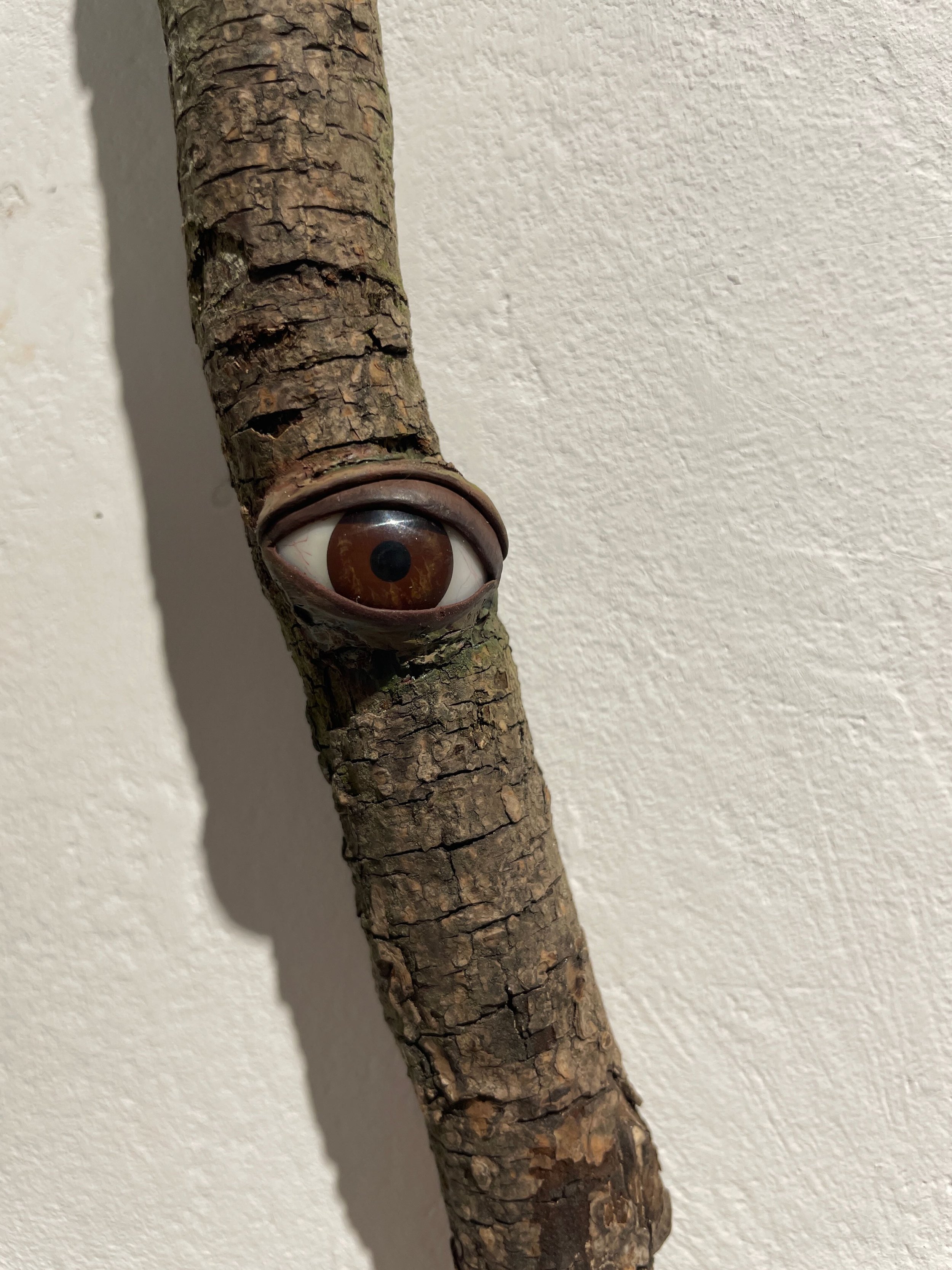 Branches of the eye #8