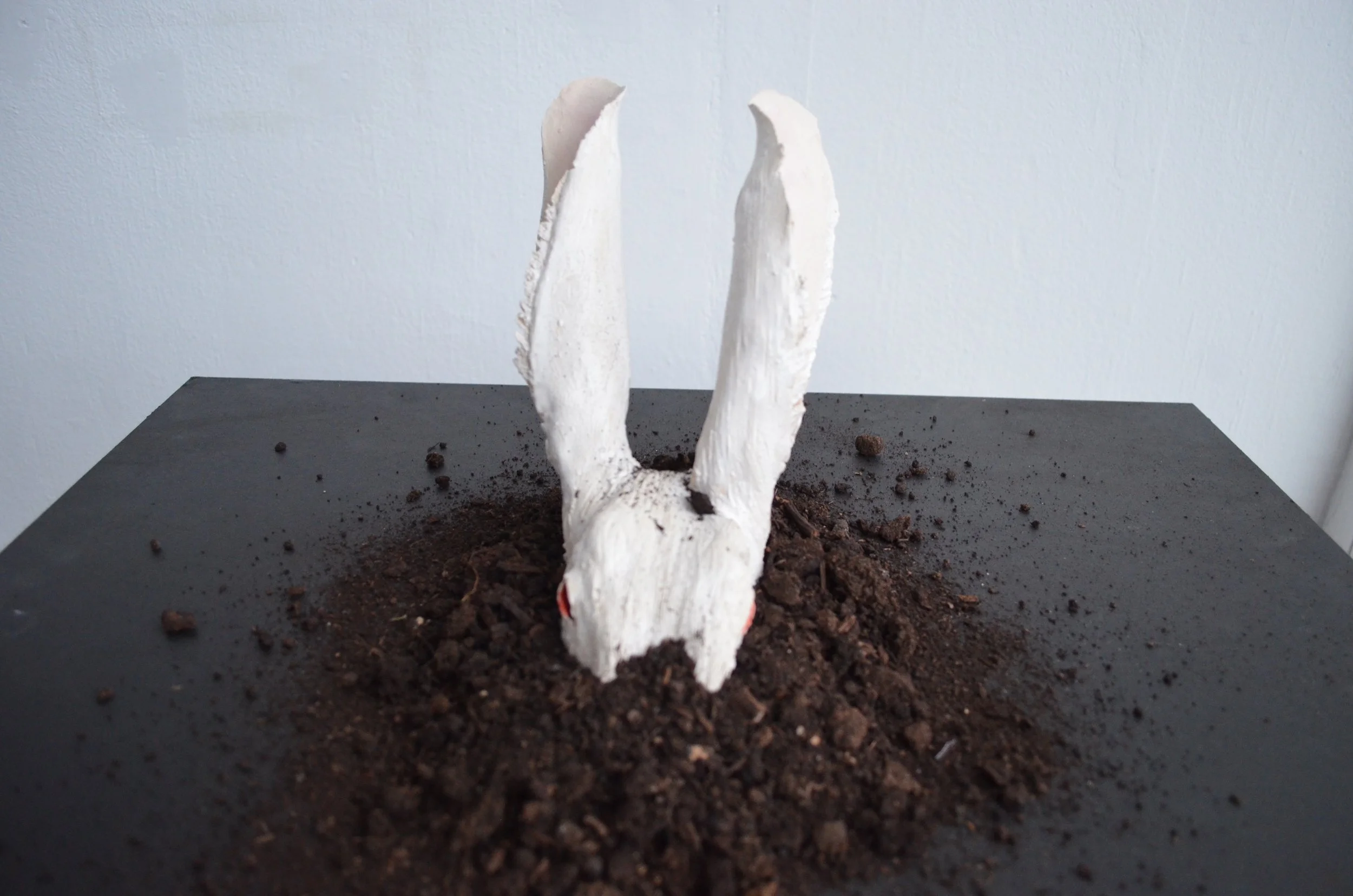 A white rabbit skull mounted on dark soil on a black surface with a plain white wall background.