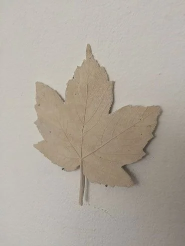 Dry, beige-colored leaf pressed against a white wall.