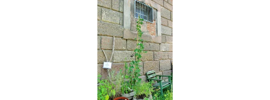 13_Urban Gardening@2x.webp