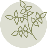 A plain, solid olive green circle.