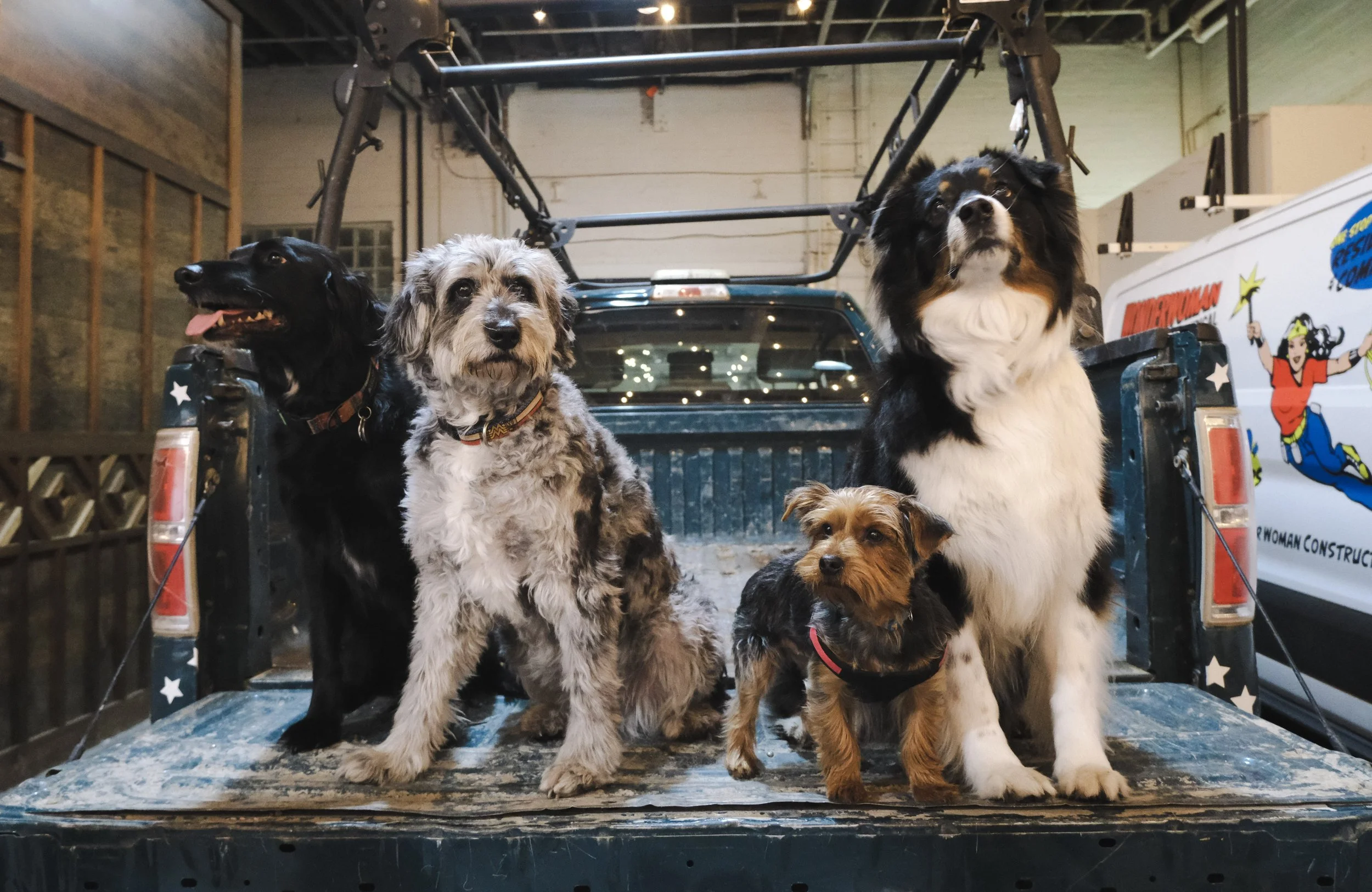 Four dogs sitting on a truck bed, with a background of a garage or workshop, and a cartoon van.