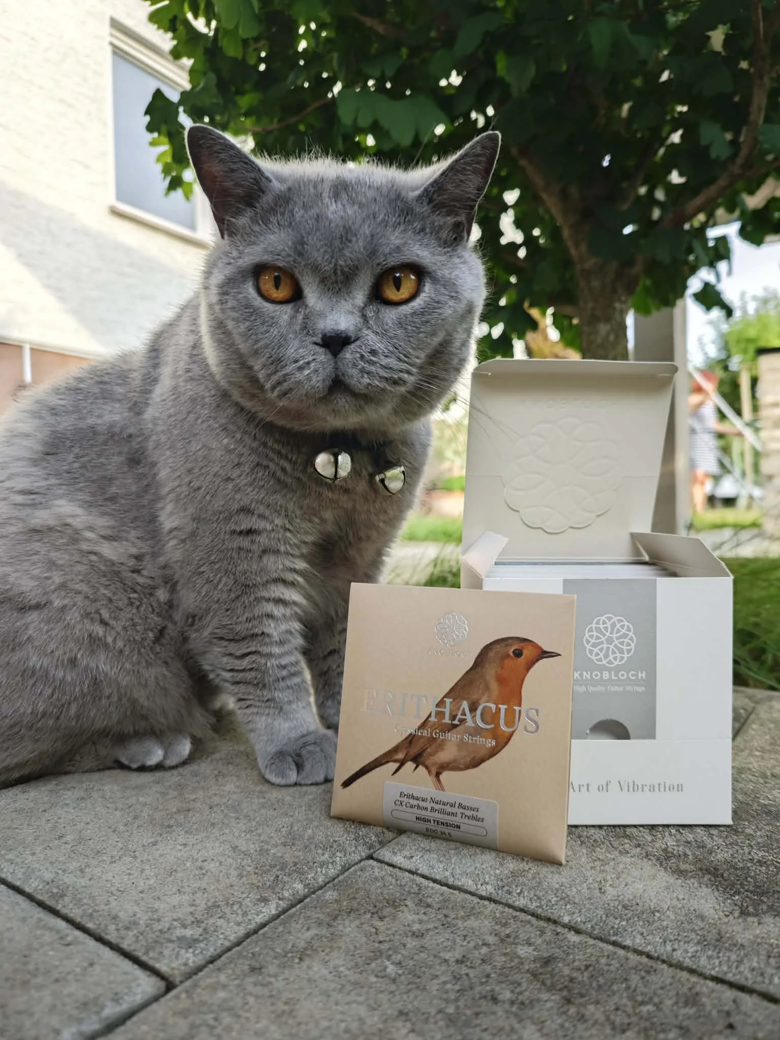 Leon’s cat and Knobloch strings 