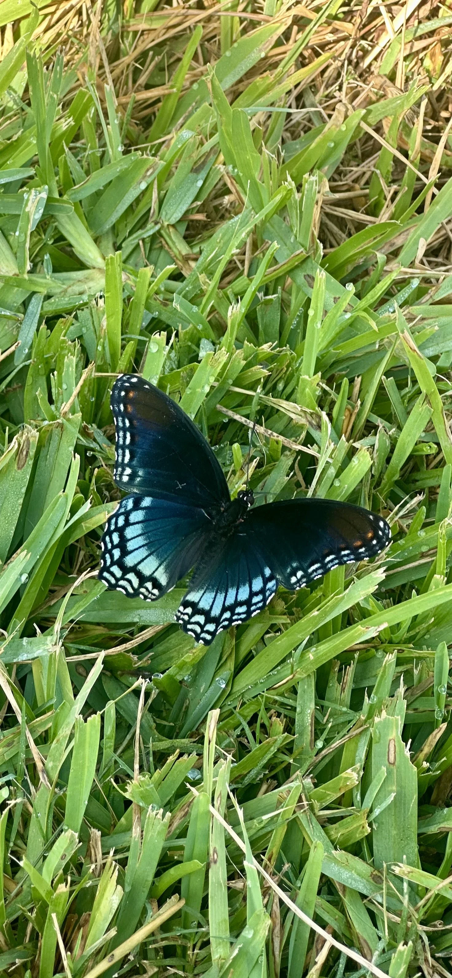 IMG_8681.jpeg