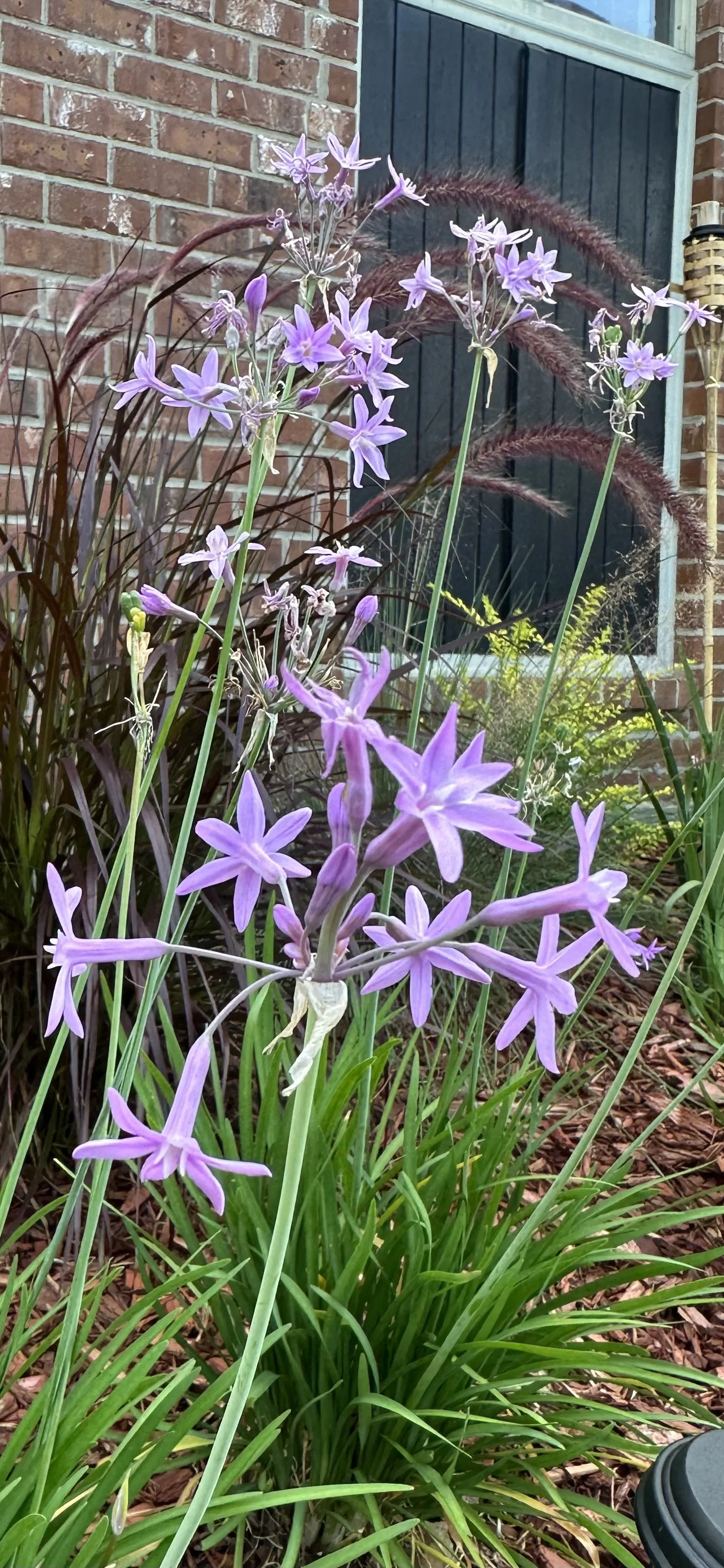 IMG_6185.jpeg