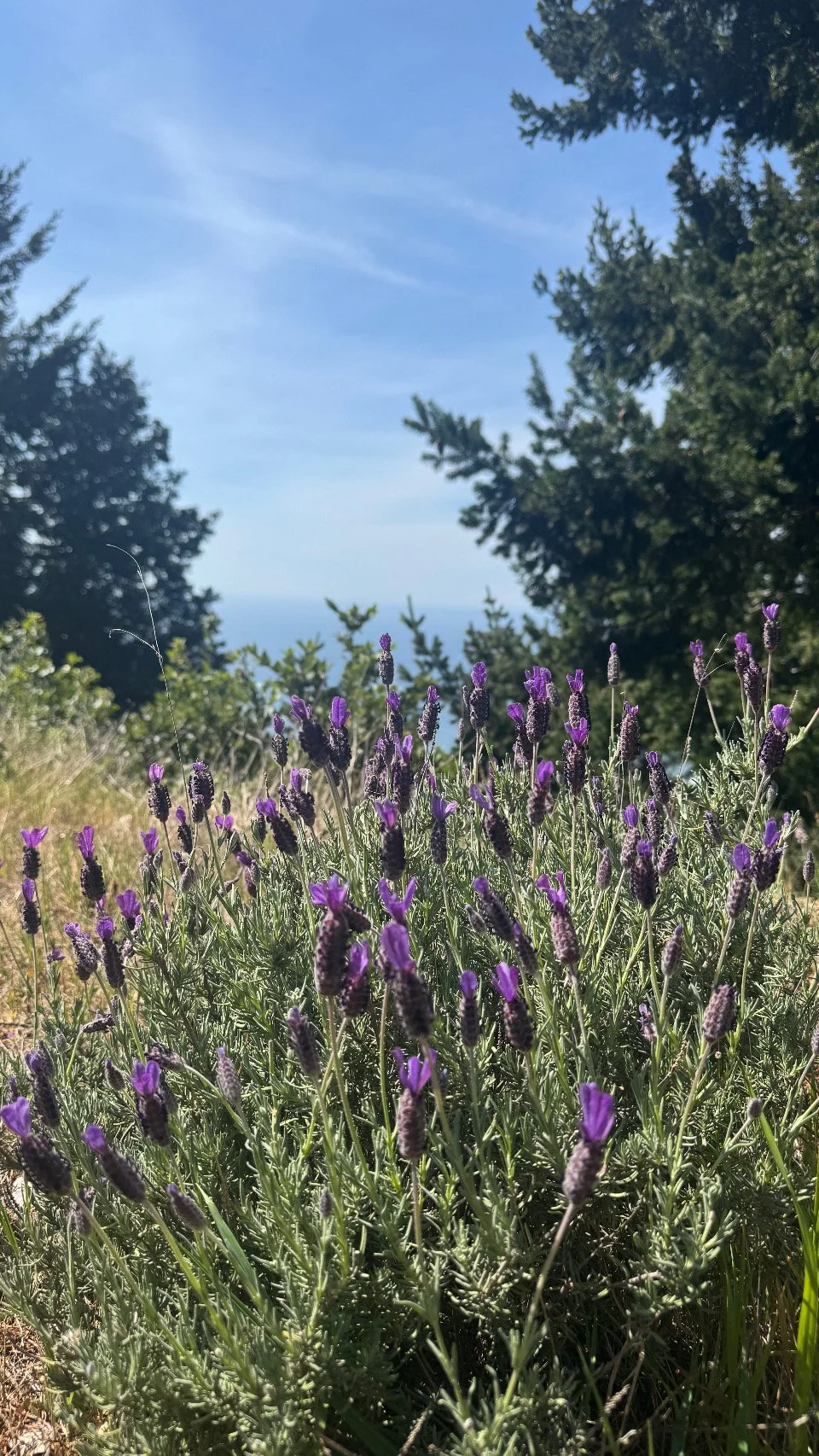 Purple lavender flowers growing in a field with trees and a blue sky in the background.