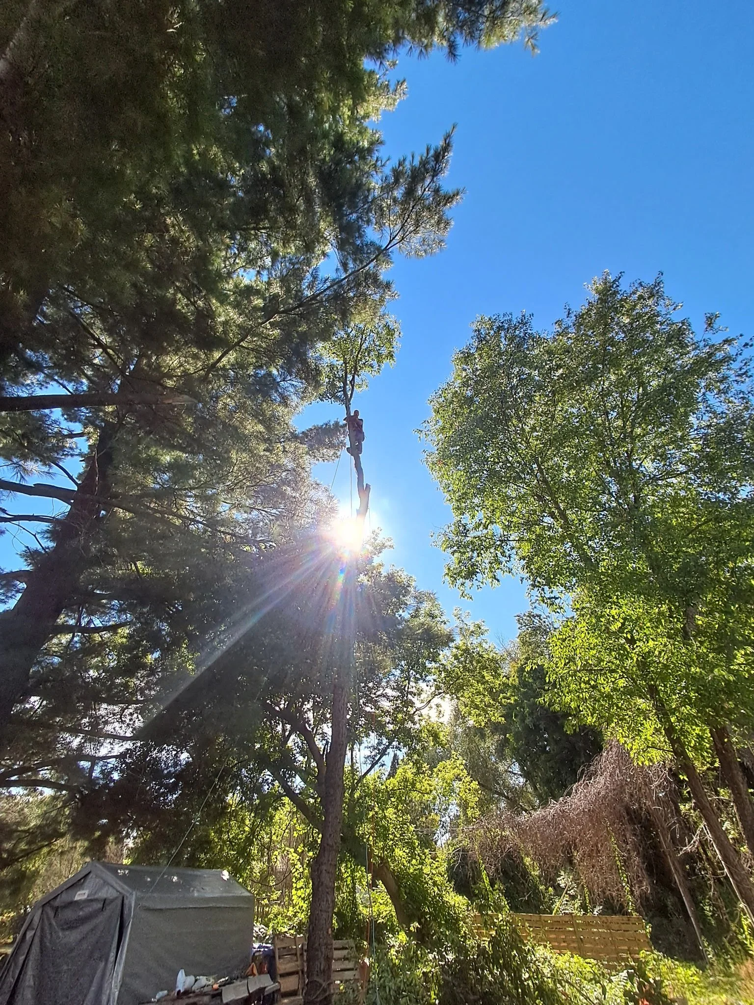 A person climbing a tree with a harness and rope in a wooded outdoor area with green trees, blue sky, and sunlight filtering through