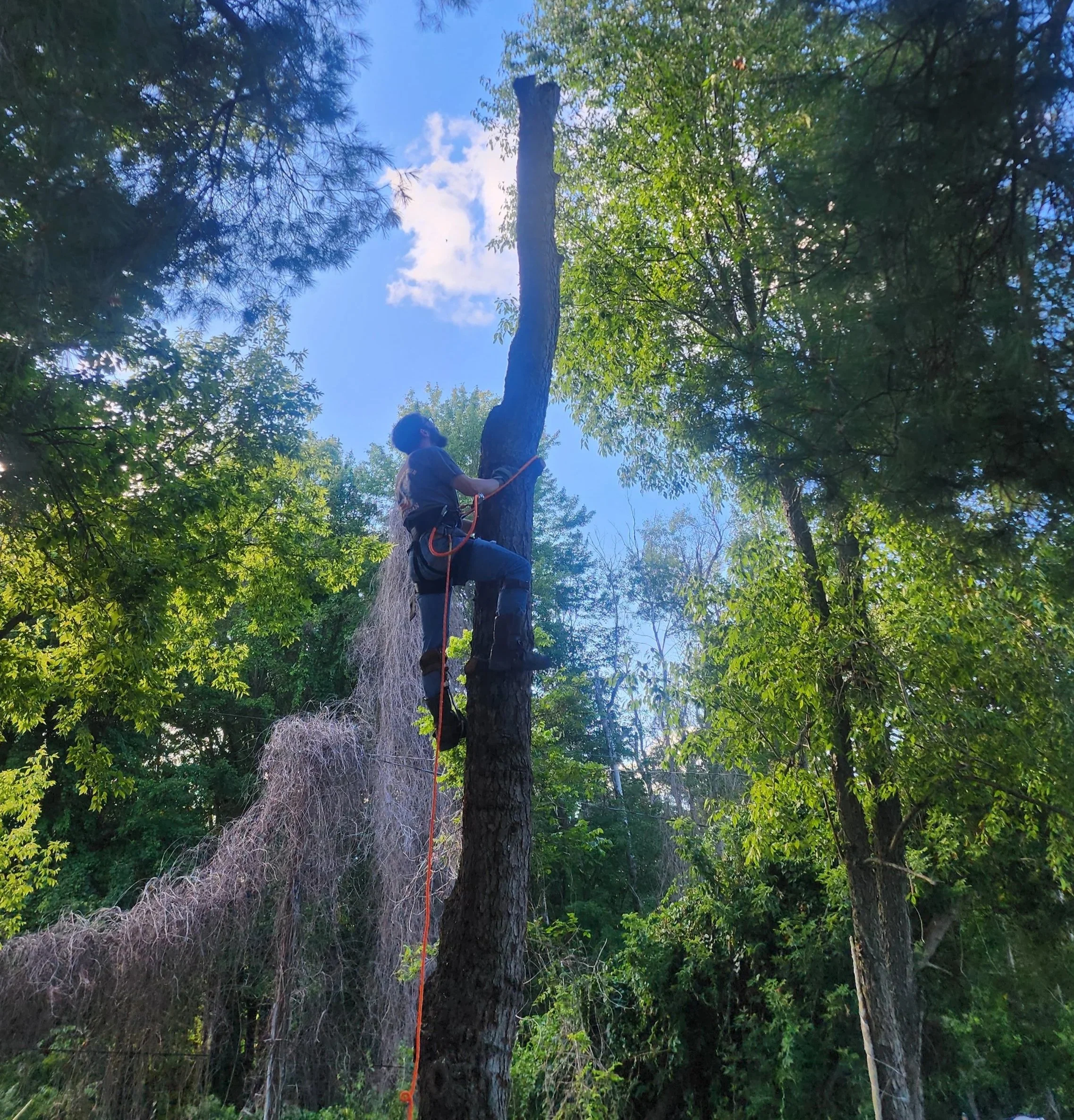 A person wearing a helmet and harness climbing a tree in a forested area with green leaves and a blue sky.