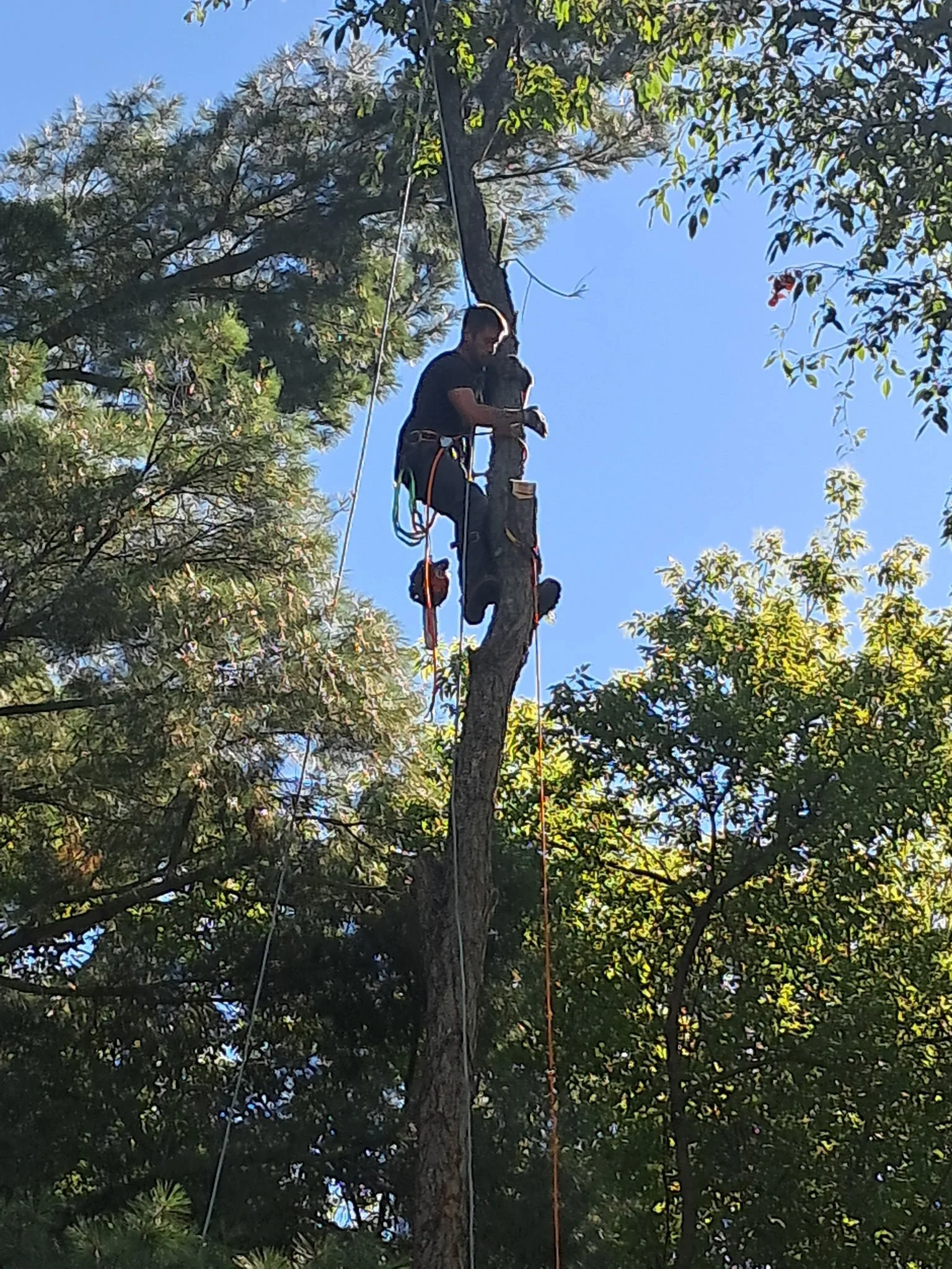 A person climbing and working on a tall tree, wearing safety gear and harnesses, with a bright blue sky in the background.