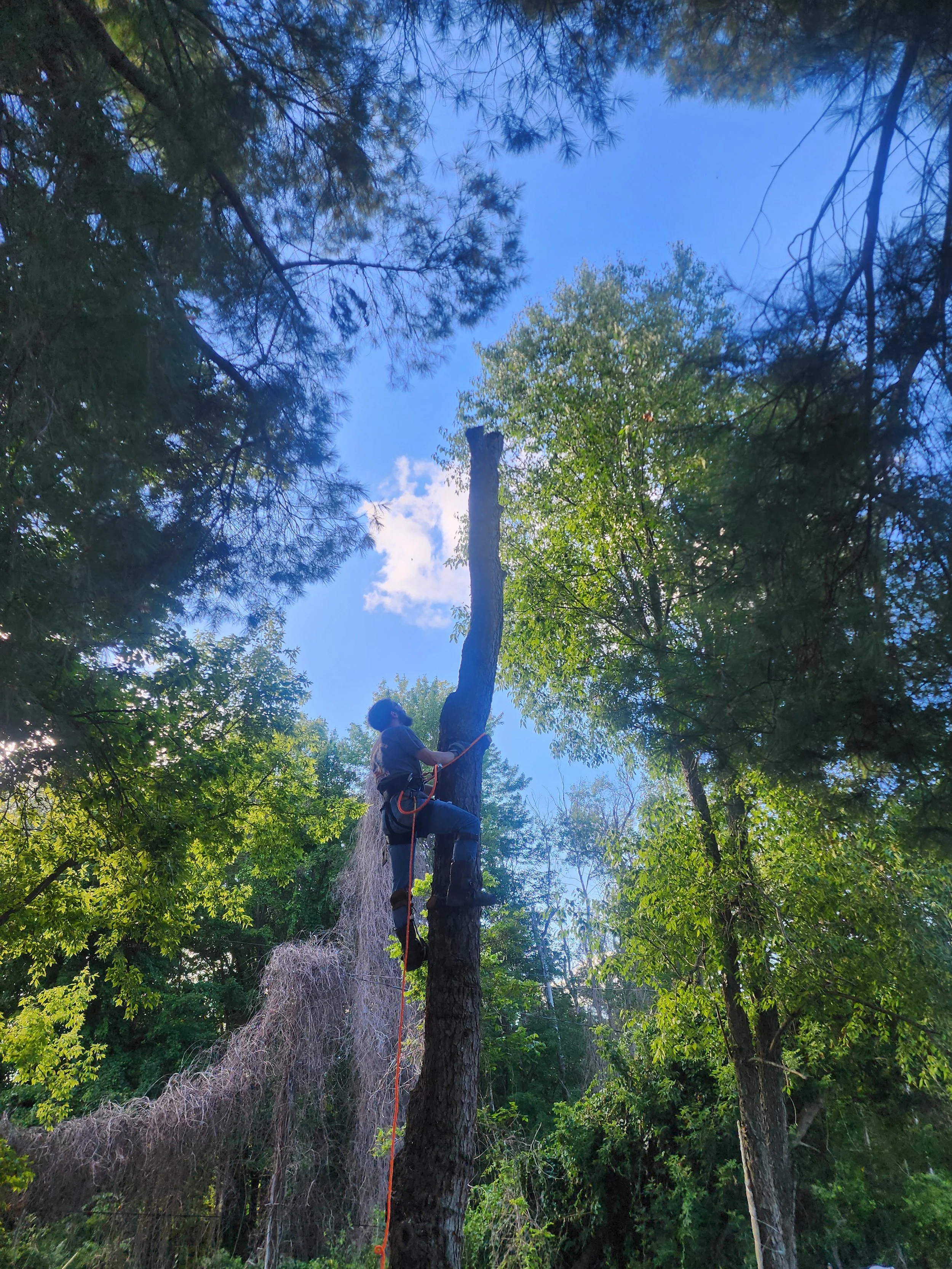 Bringing down the stick.