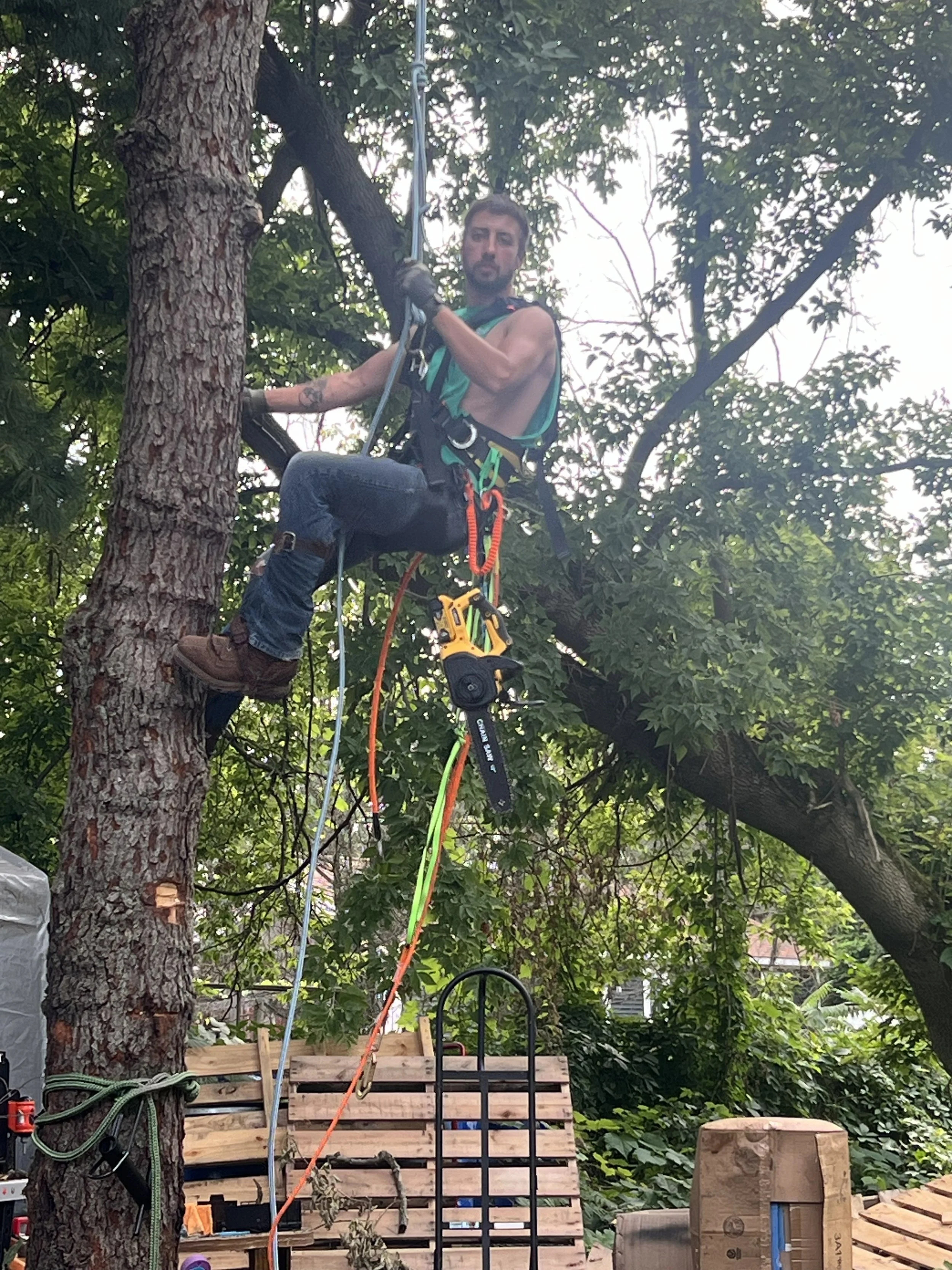 A man wearing climbing gear, gloves, and boots climbing a tree using safety ropes and harnesses.