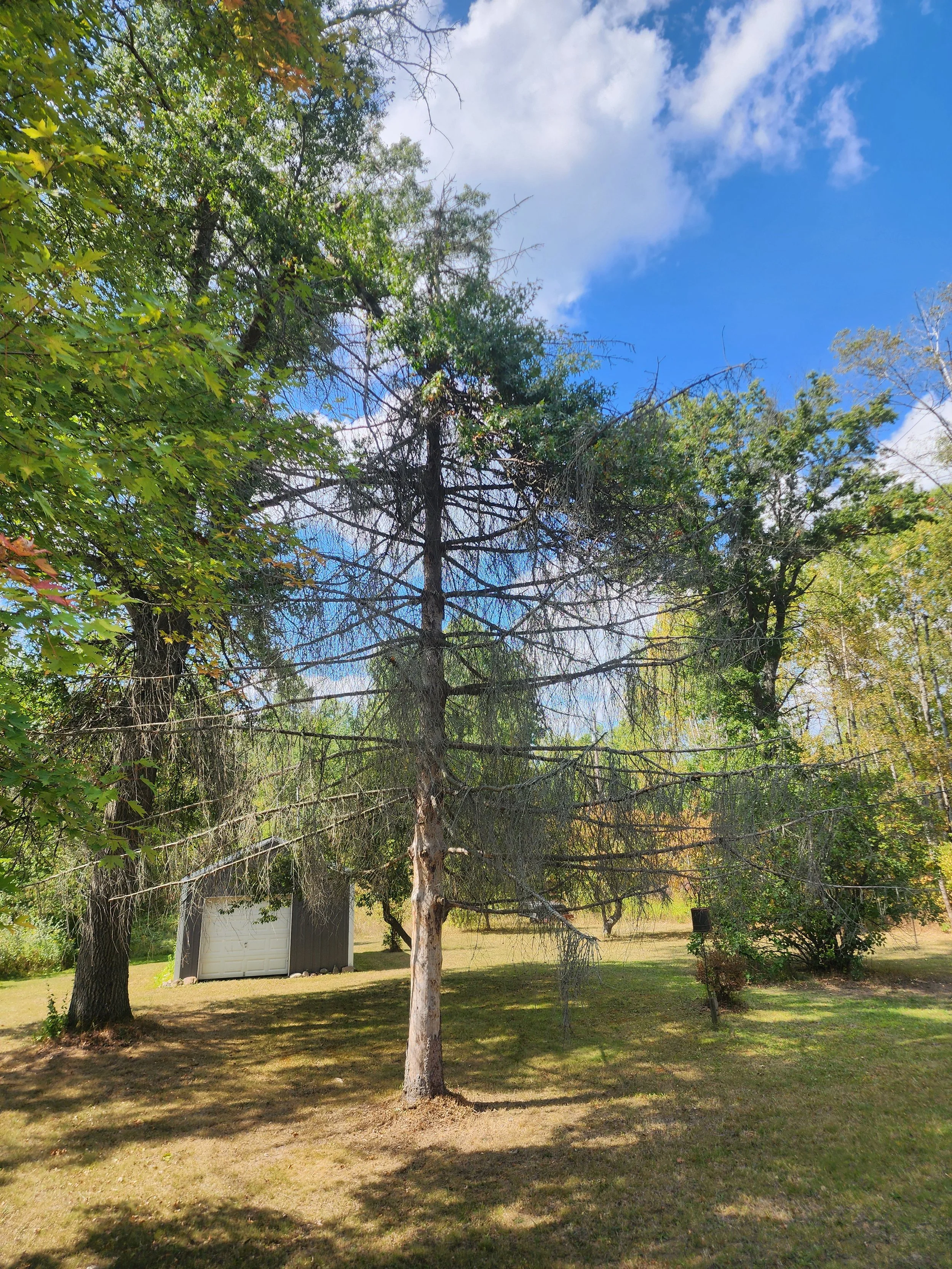A grassy yard with a tall, leafless tree in the center, surrounded by green trees and a small shed or building in the background. The sky is partly cloudy with patches of blue.
