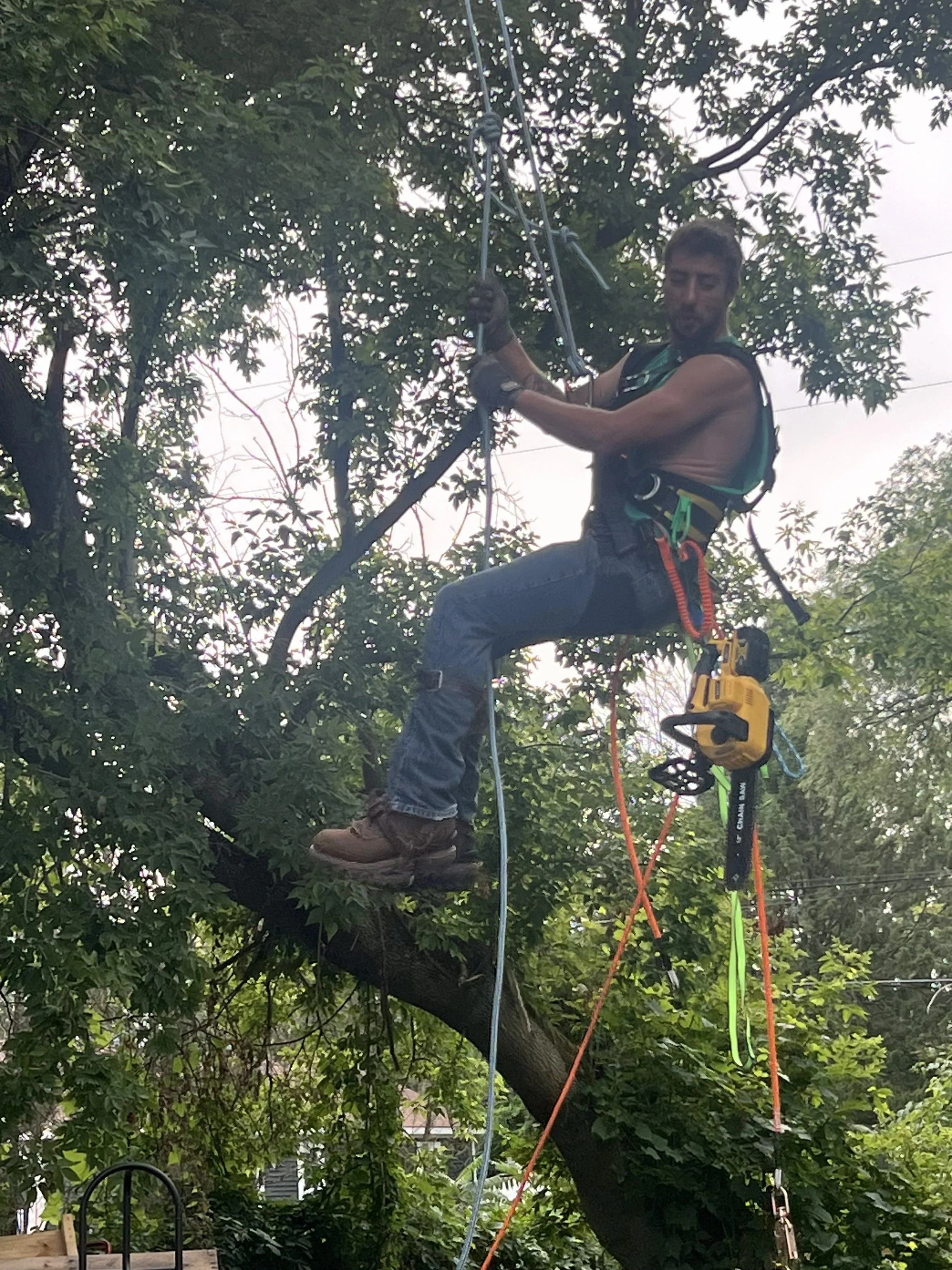 Just a little pruning.