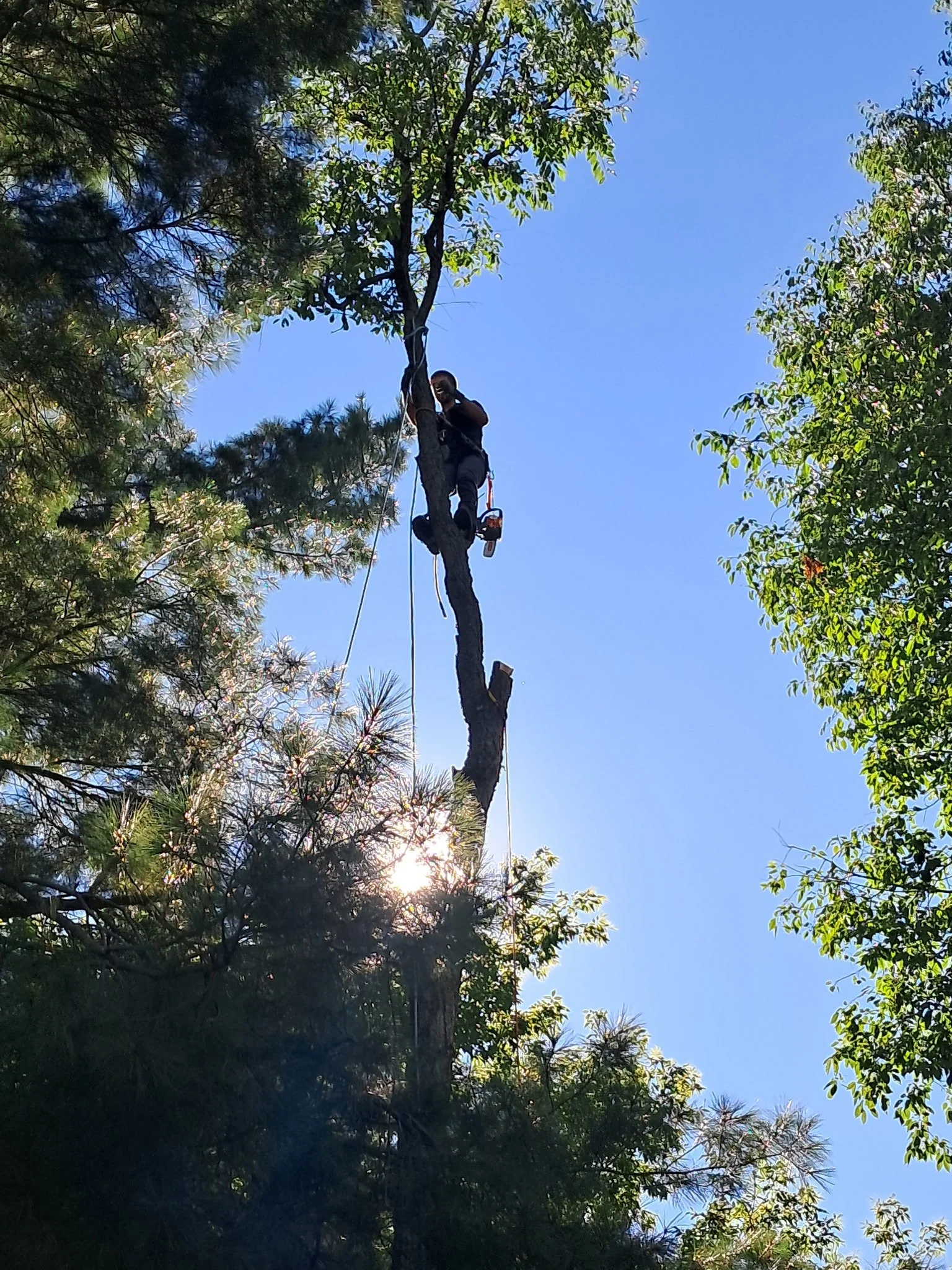A person is climbing a tall tree with the help of climbing gear and ropes, surrounded by green leaves and a clear blue sky.