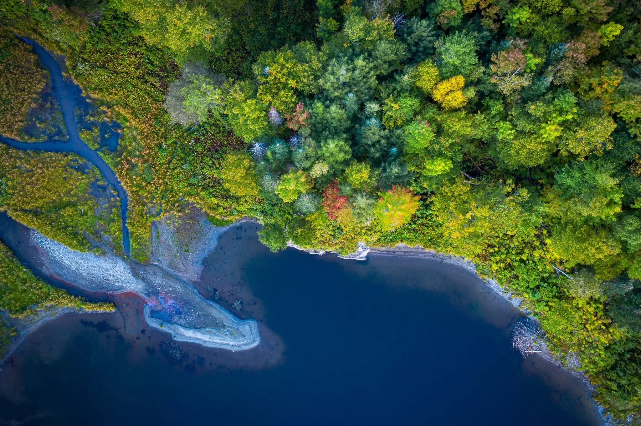 An aerial view of a dense forest with various shades of green trees and a winding river running through the landscape.