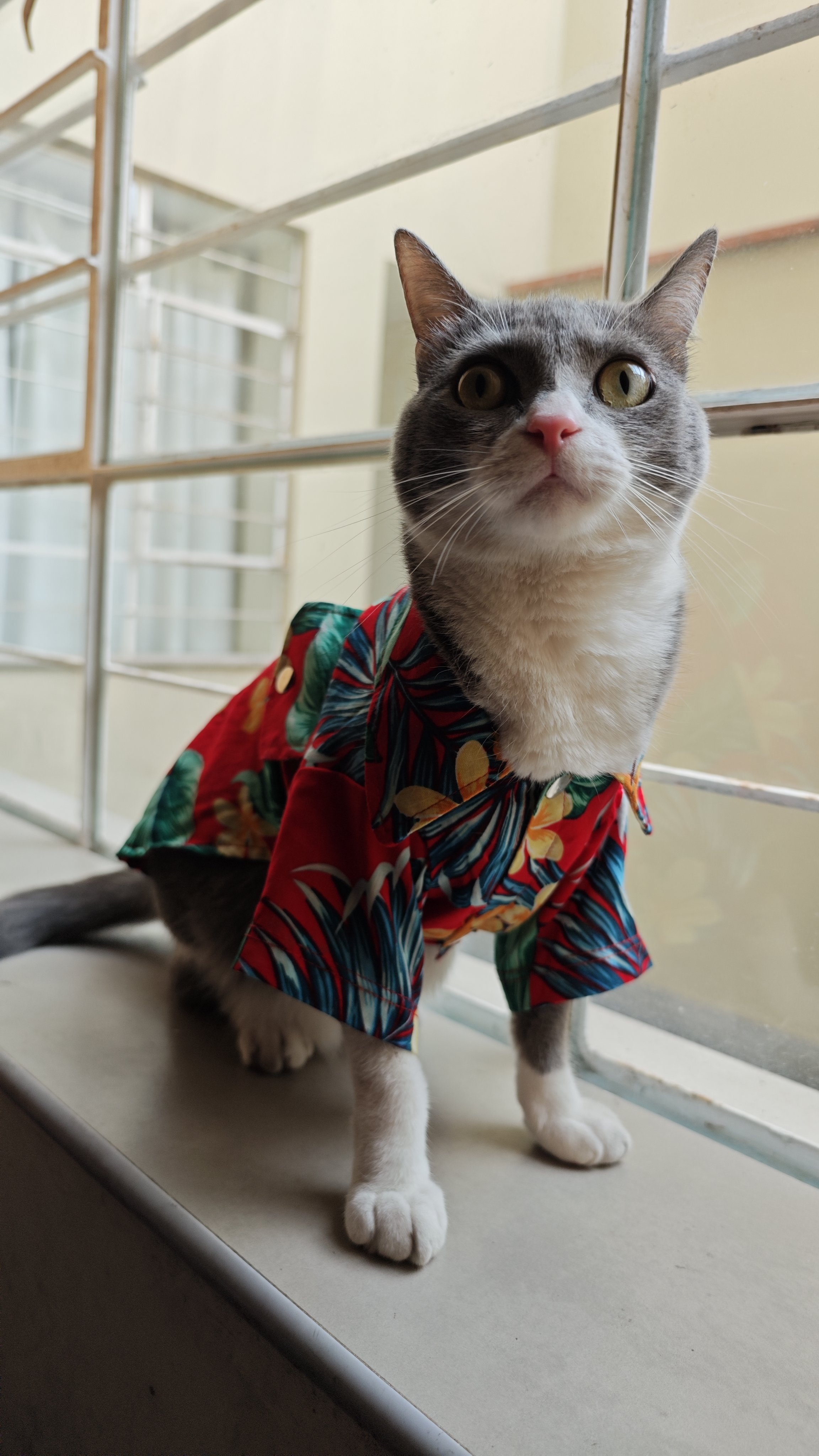 Gato con collar hawaiano colorido, sentado junto a una ventana en un entorno interior.