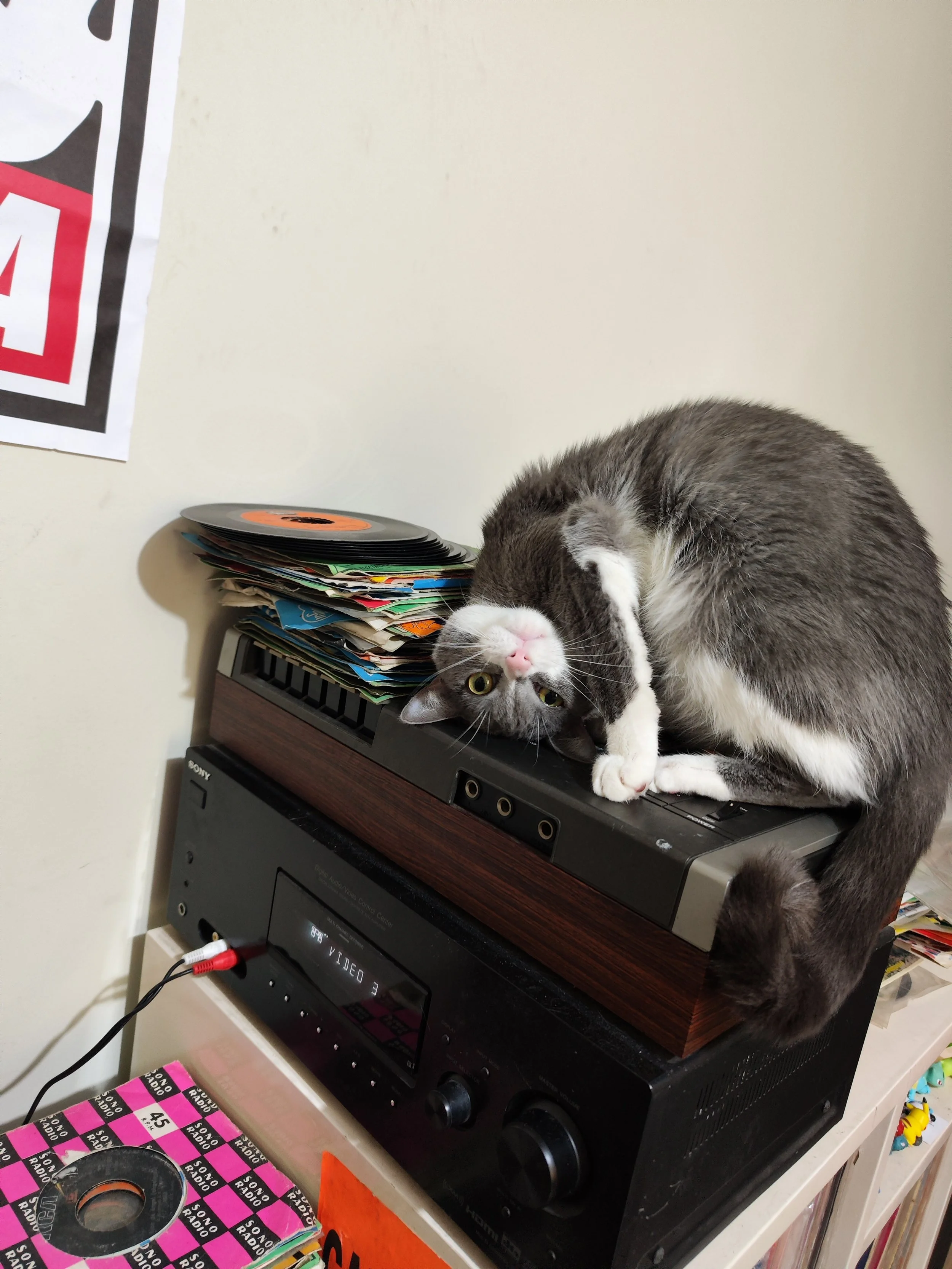 Gato gris y blanco, en posición acrobática, sobre un equipo de audio, rodeado de cintas y discos.