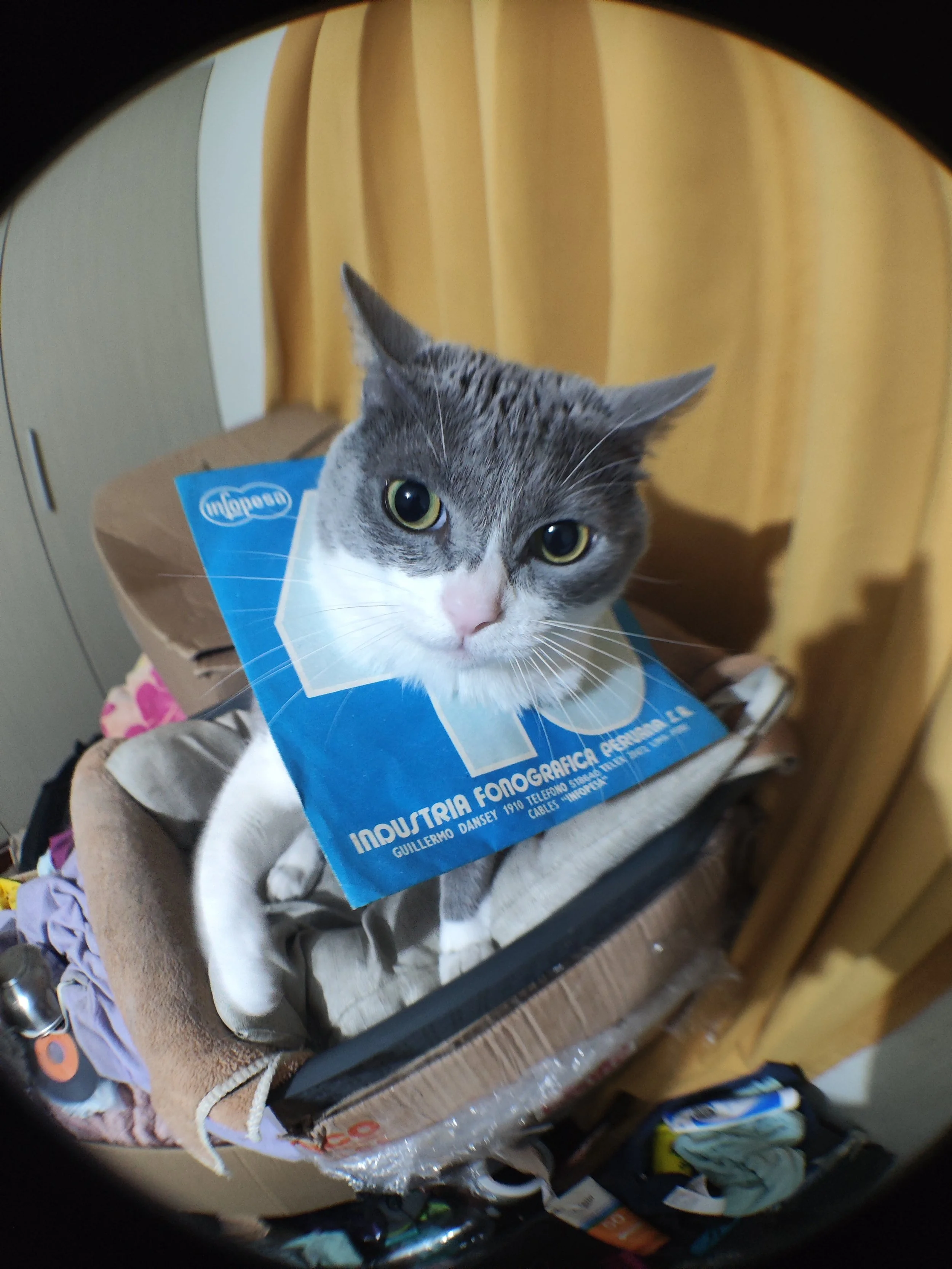 Gato gris y blanco con collar de cartón que dice 'Industria Fonografica Peruana' en una cama desordenada con ropa y objetos alrededor, con cortinas amarillas en el fondo.