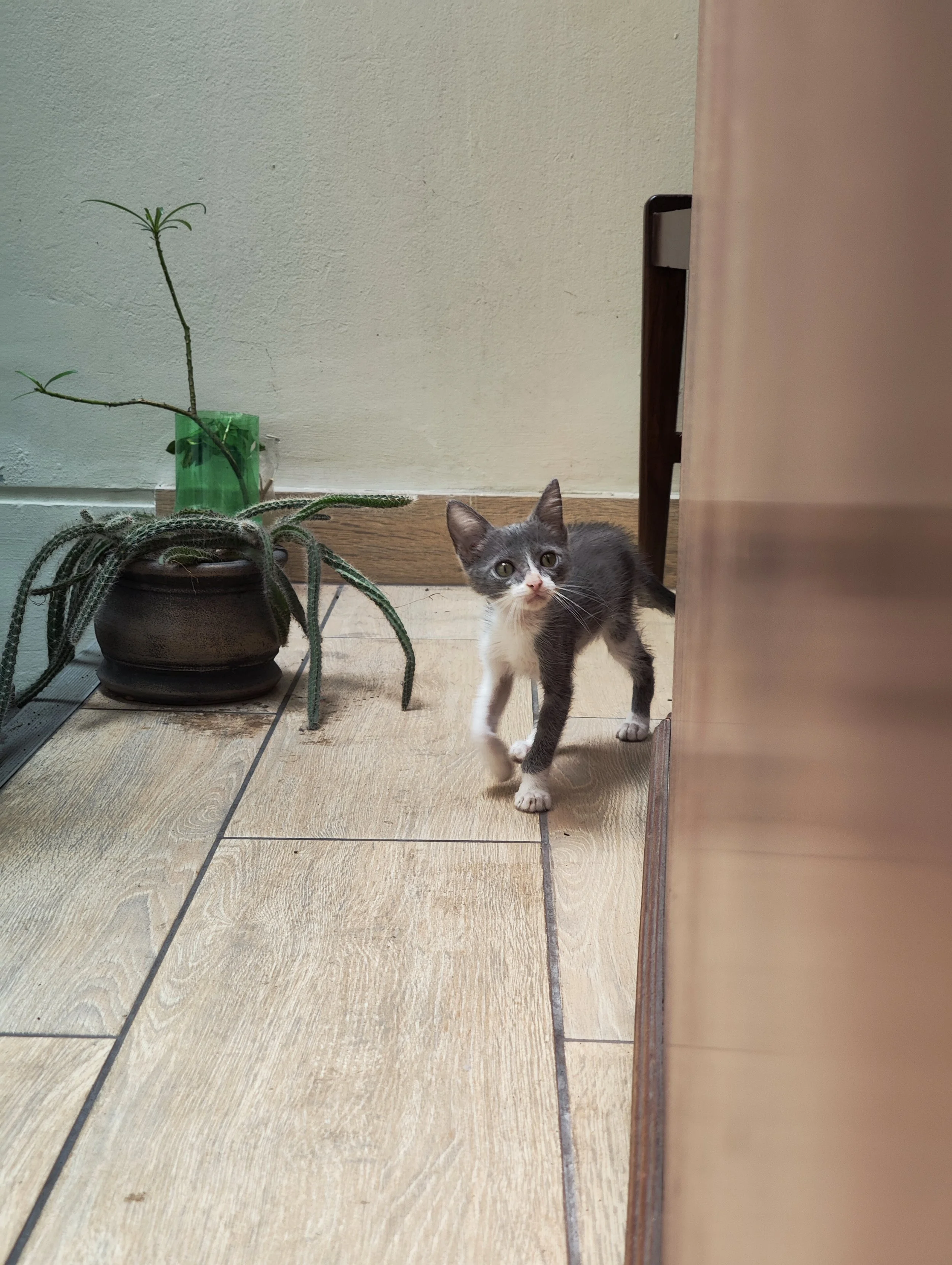 Un gatito gris y blanco de pie en un piso de madera, entre una pared y un mueble, con un planta en una maceta y un recipiente verde detrás.